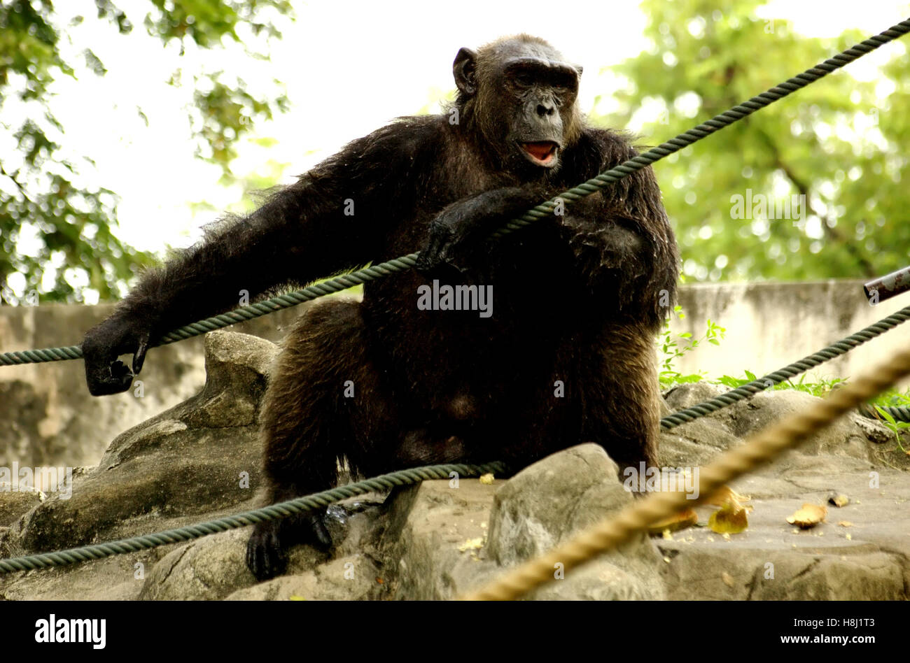 Monkey à au sérieux . Lieu : Bangkok, Thaïlande Banque D'Images