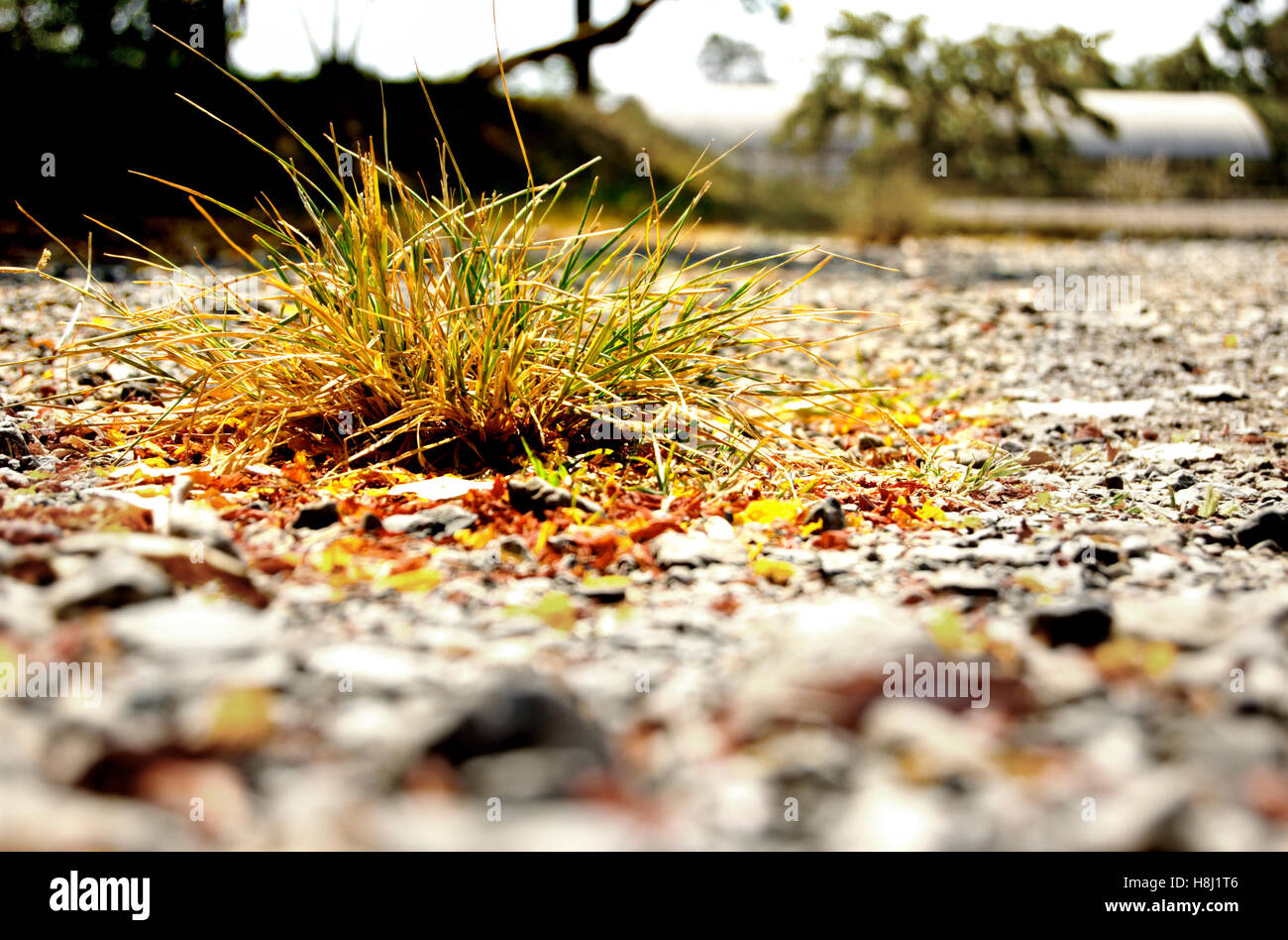 La Solitude. close-up de l'herbe sur le terrain Banque D'Images