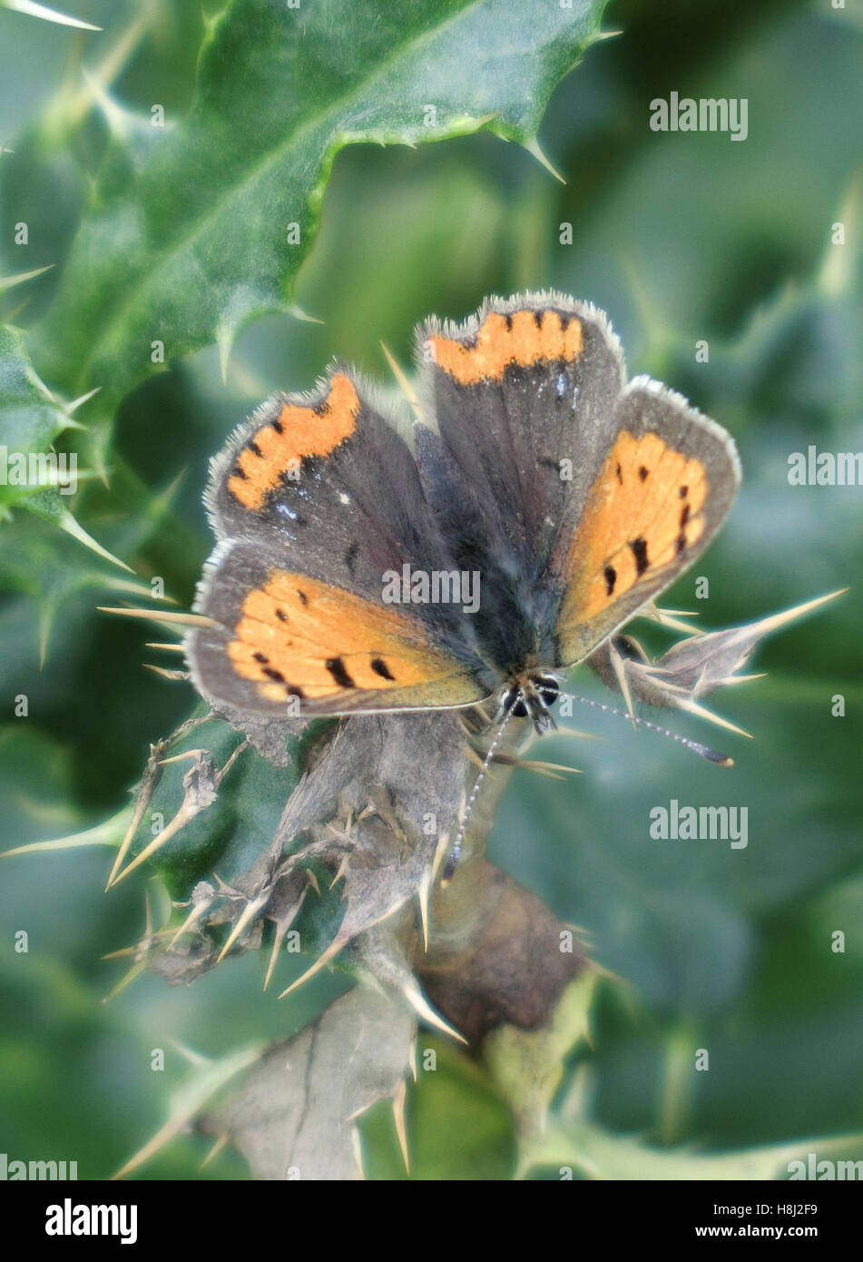 Petit papillon Lycaena phlaeas cuivre ( ) perché ailes ouvertes sur un chardon, UK Banque D'Images