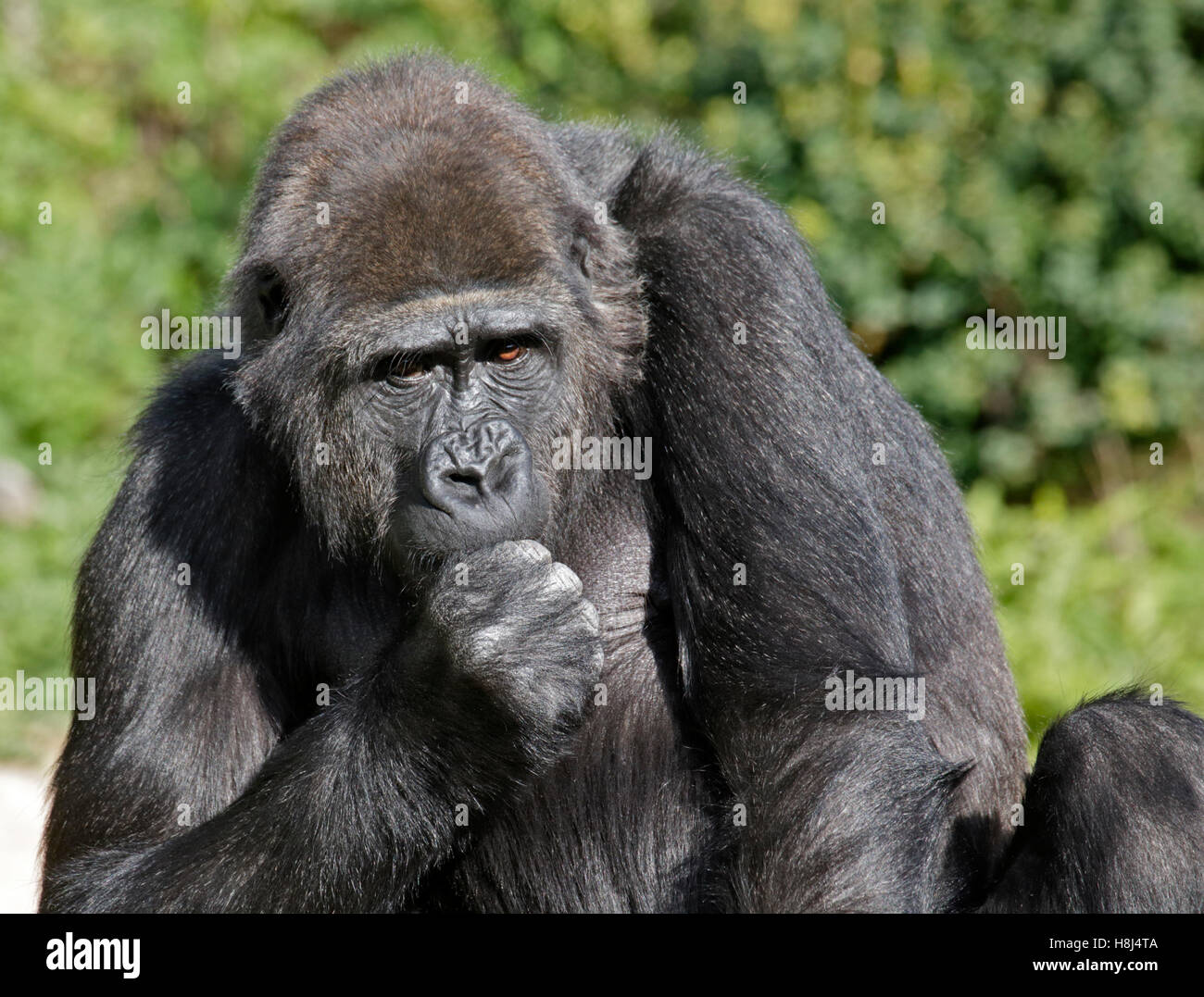 Gorille de plaine de l'ouest (Gorilla gorilla gorilla) Banque D'Images