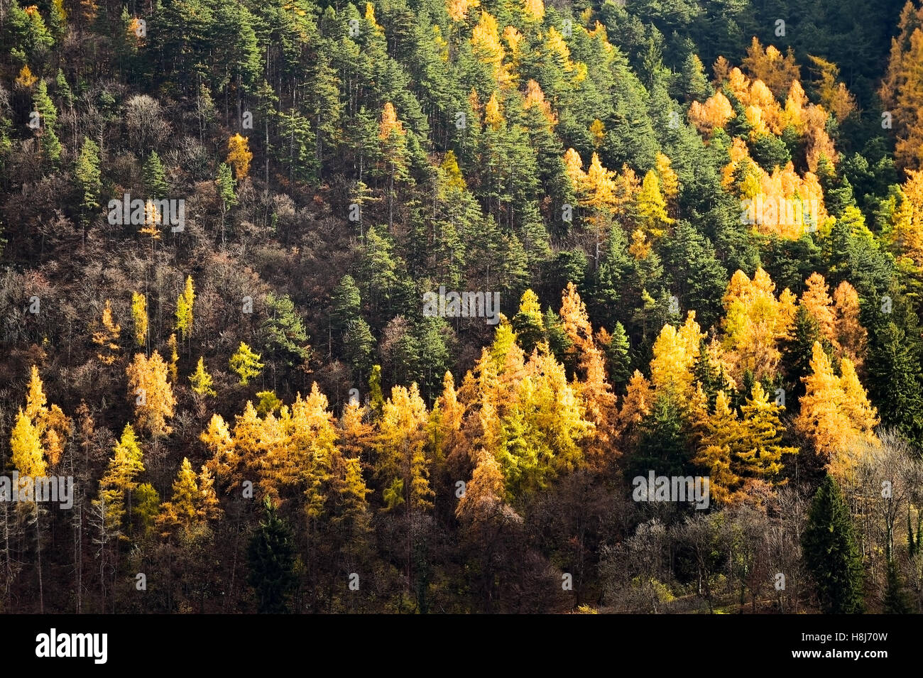 Contraste entre les mélèzes et les pins dans la saison d'automne Banque D'Images