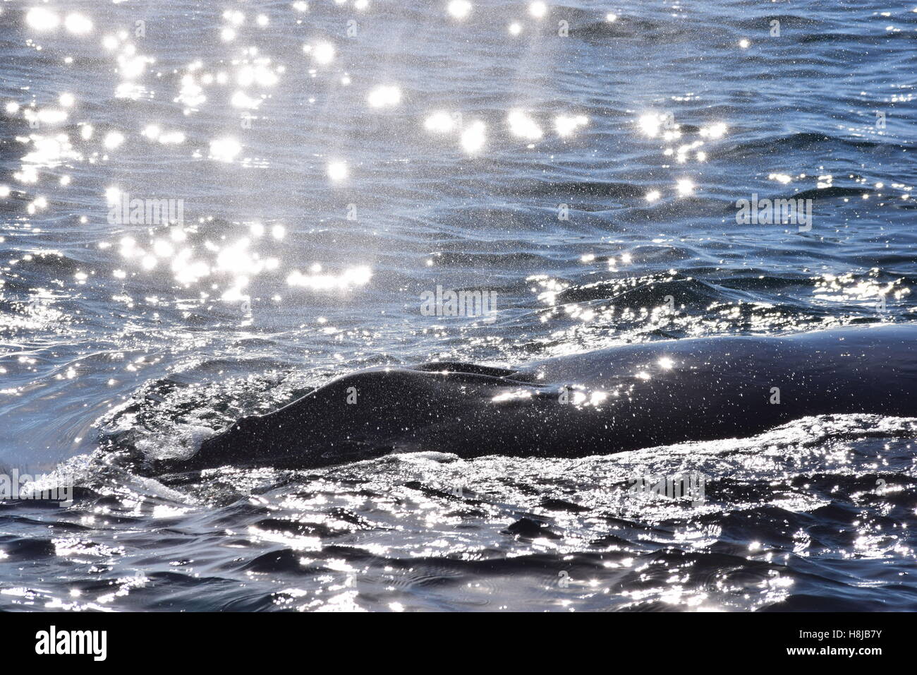 Une baleine à bosse surfaces dans un rayon de soleil. Banque D'Images