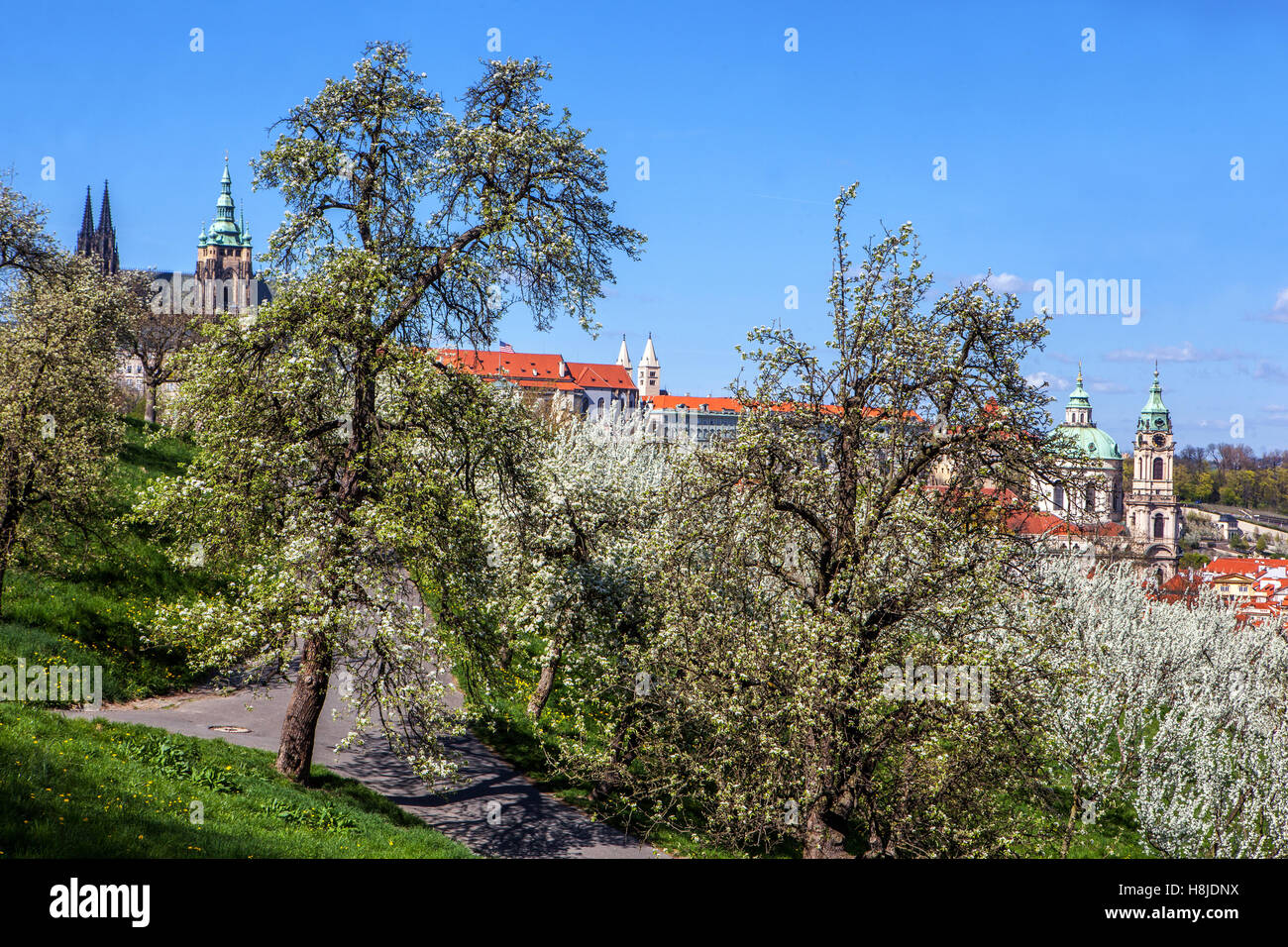 Vue panoramique sur le château de Prague et l'église de Saint-Nicolas à Mala Strana, l'avis de Petřín floraison, République Tchèque Banque D'Images
