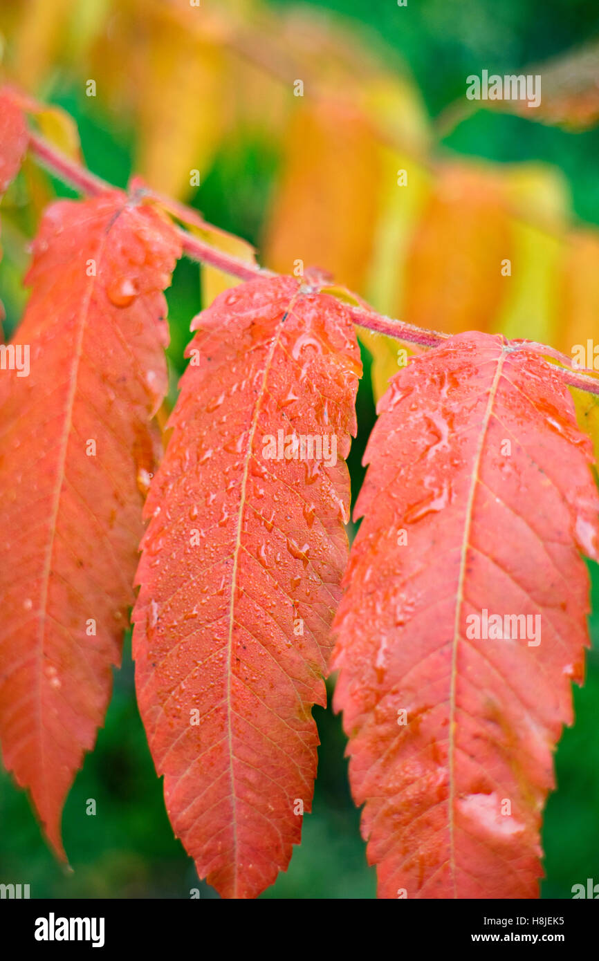 Vive les couleurs de l'automne de la corne de cerf ou Rhus typhina sumac. Banque D'Images