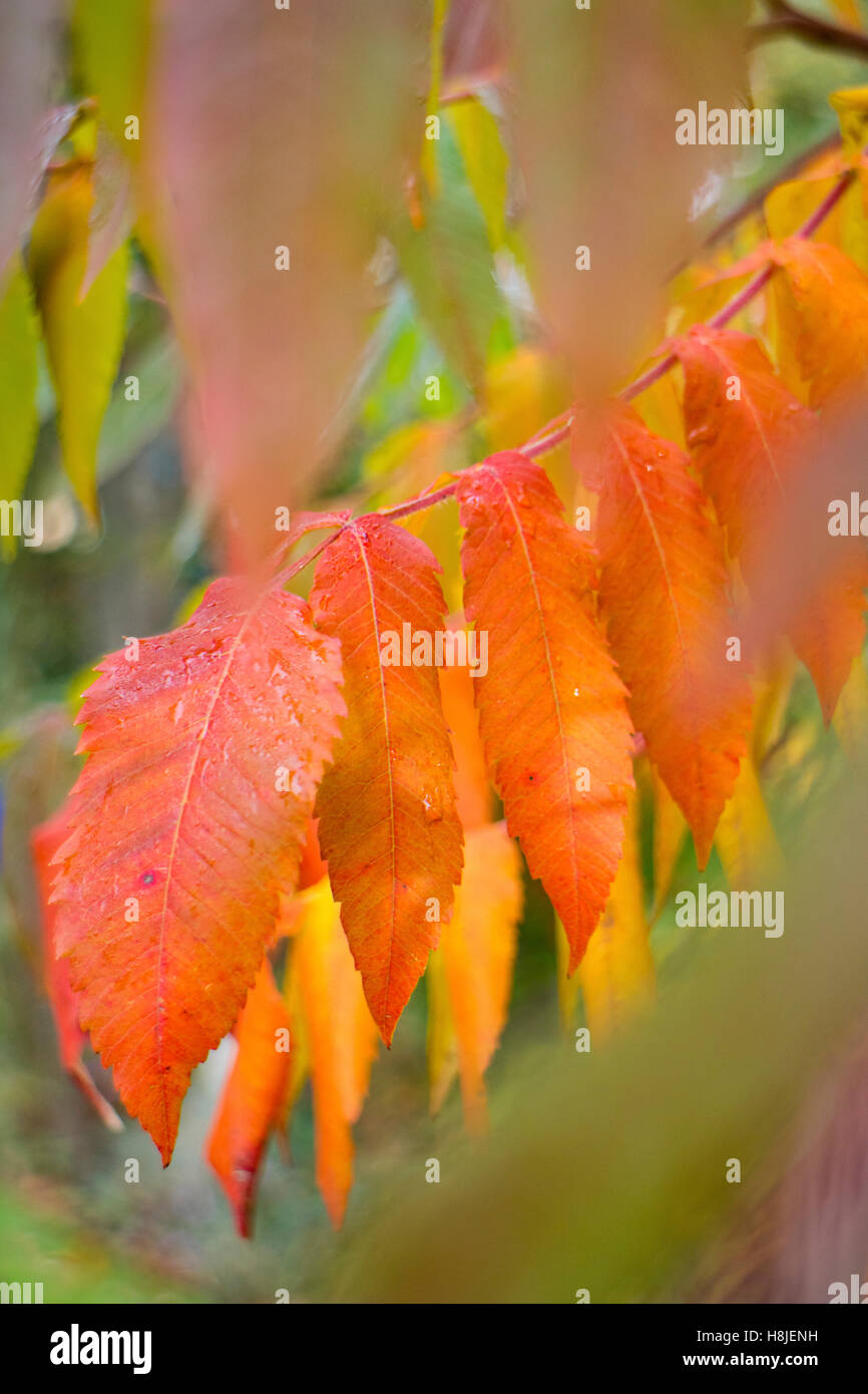 Vive les couleurs de l'automne de la corne de cerf ou Rhus typhina sumac. Banque D'Images