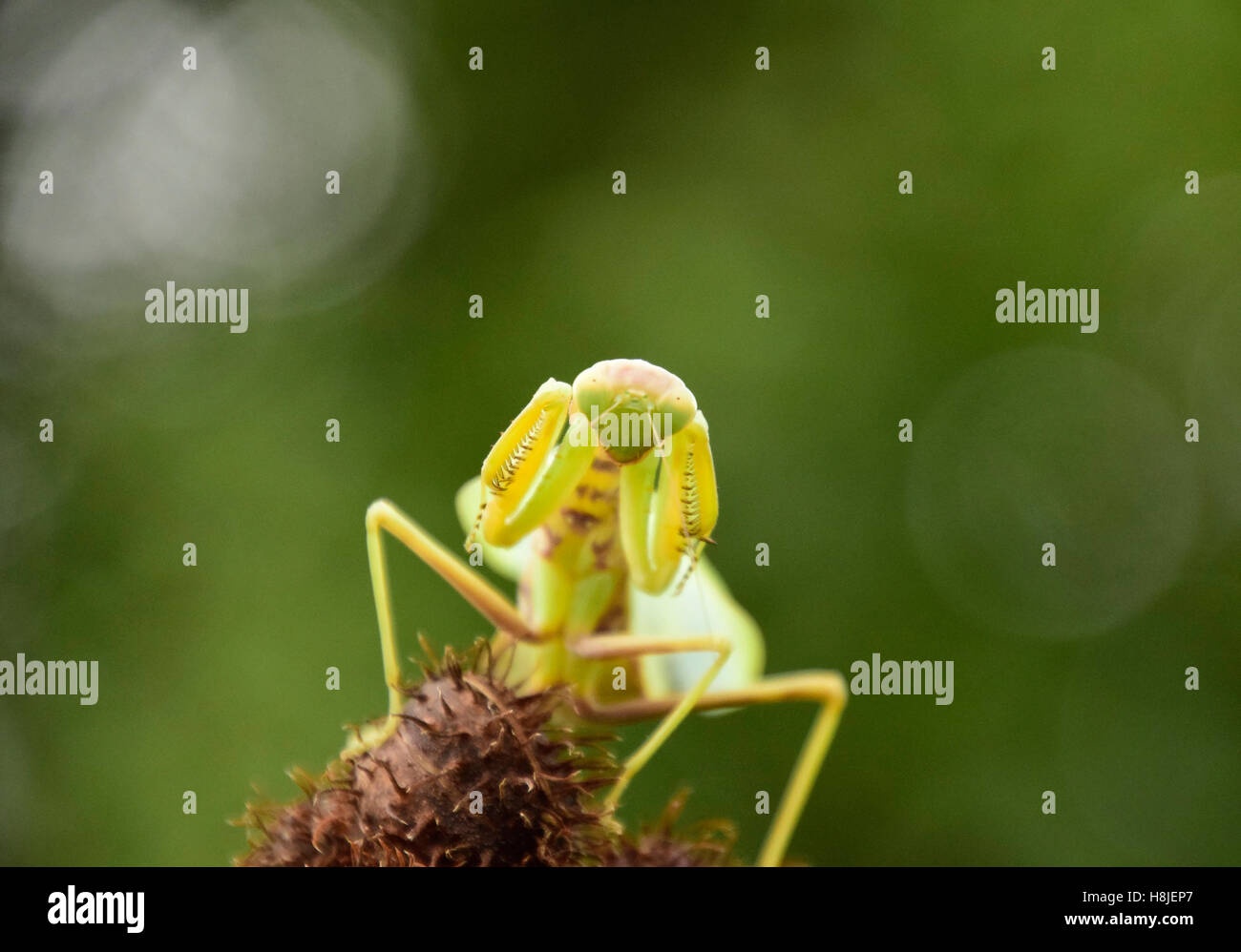 Le Mantis sur le tong. Les mantes religieuses. Prédateur d'insectes Mantis Banque D'Images