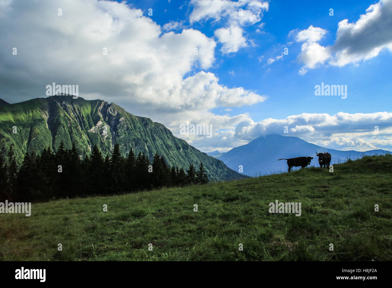 Vaches alpines, vue du Prarion Banque D'Images