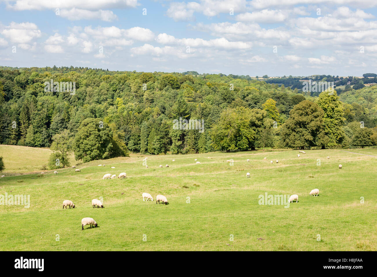 Le pâturage des moutons sur un paysage agricole de Cotswold, Gloucestershire, England, UK Banque D'Images