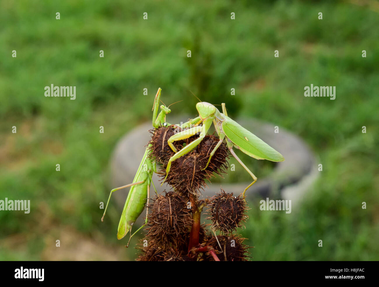 Le Mantis sur le tong. Les mantes religieuses. Prédateur d'insectes Mantis Banque D'Images