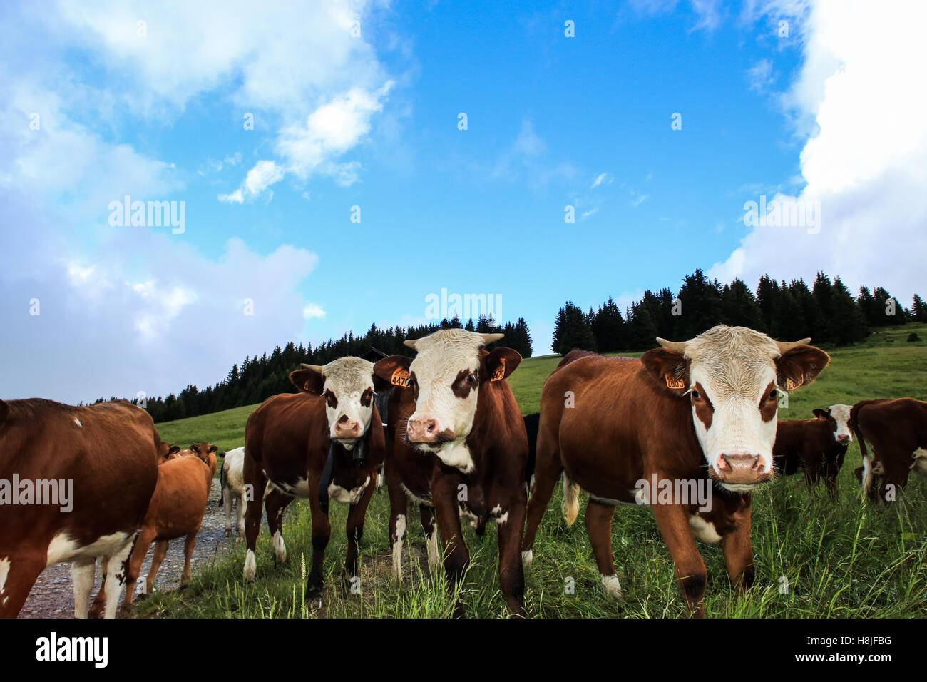 Vaches alpines, de Saint Gervais Les Bains Banque D'Images