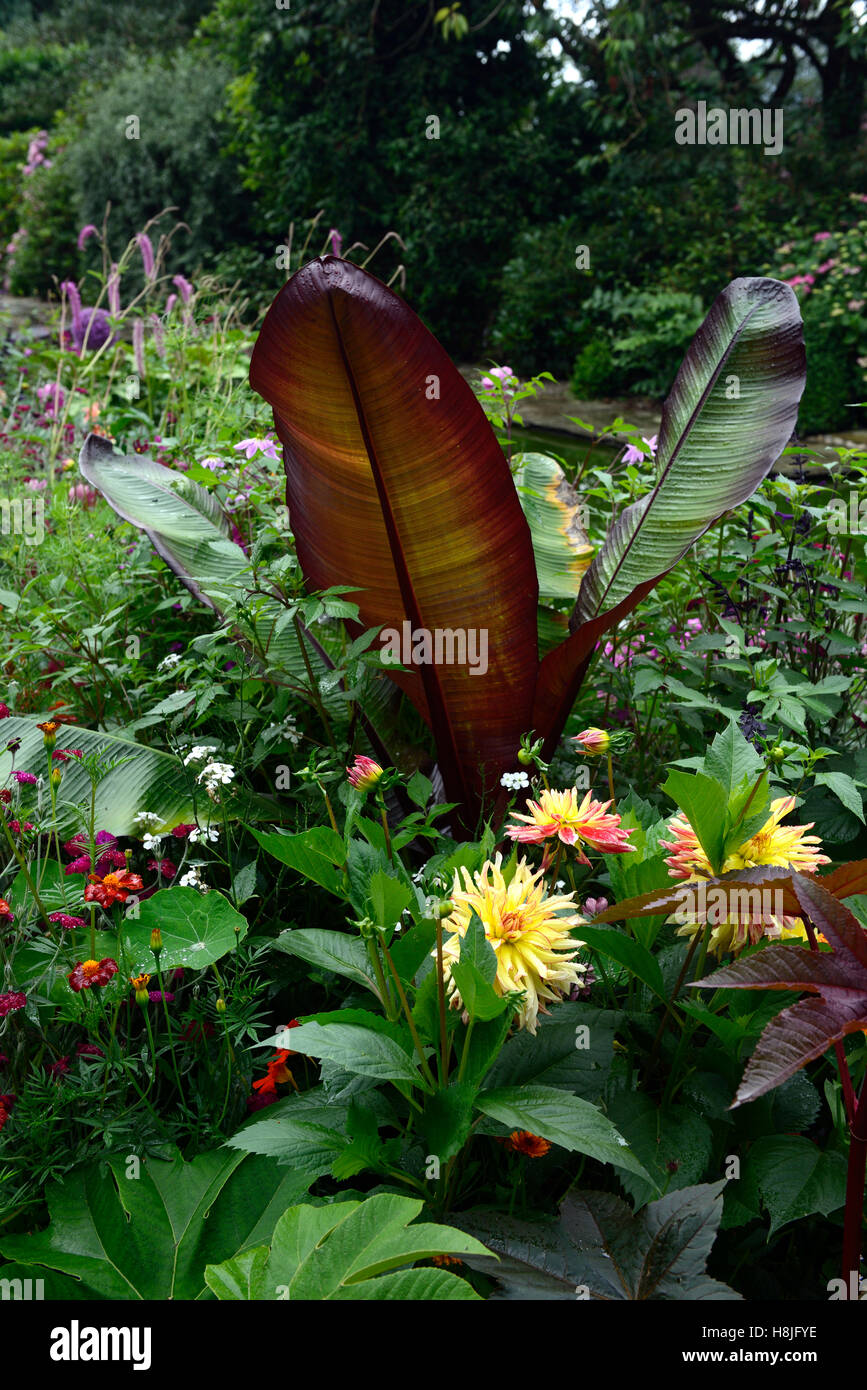 Bananier musa sp dahlias cactus dahlia mélange exotique lit mixte plantation vivaces tendres régime frontière floral RM Banque D'Images