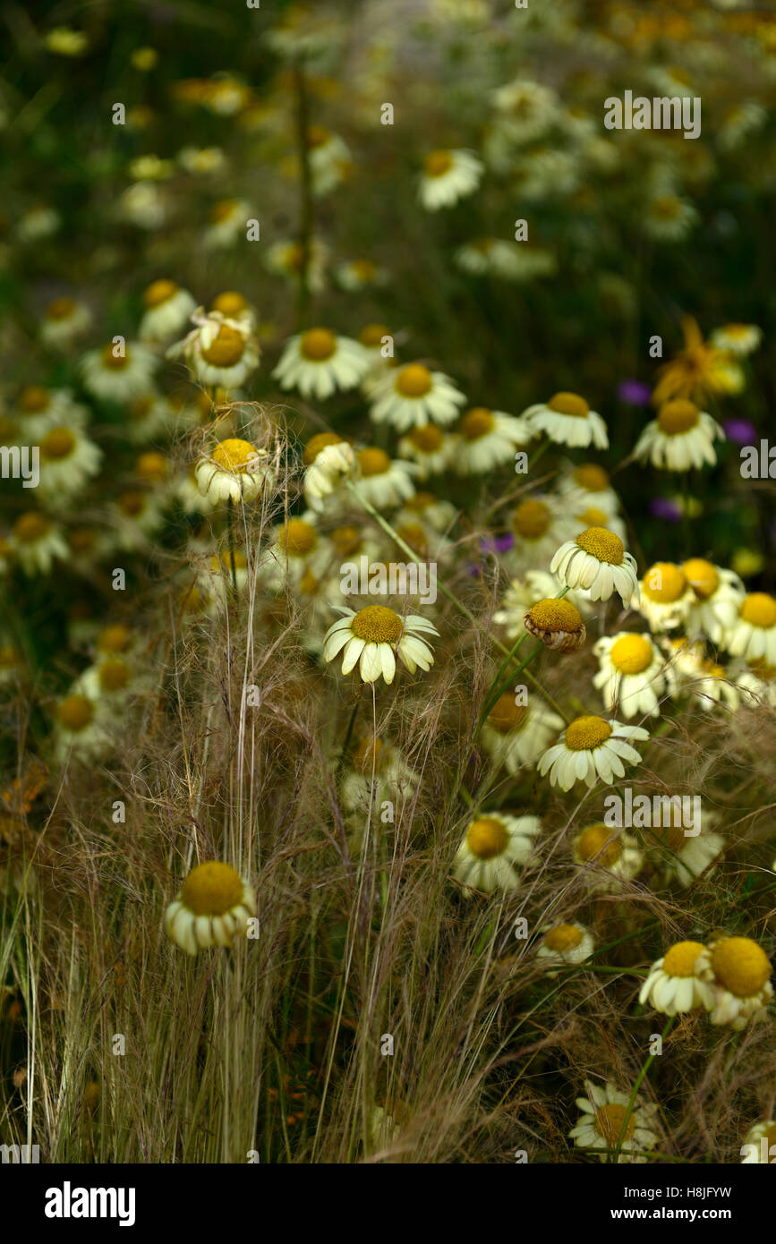 Anthemis tinctoria E C Buxton Dyer's chamomile daisy jaune marguerites herbes vivaces Graminées herbe jardin plantation florale RM Banque D'Images