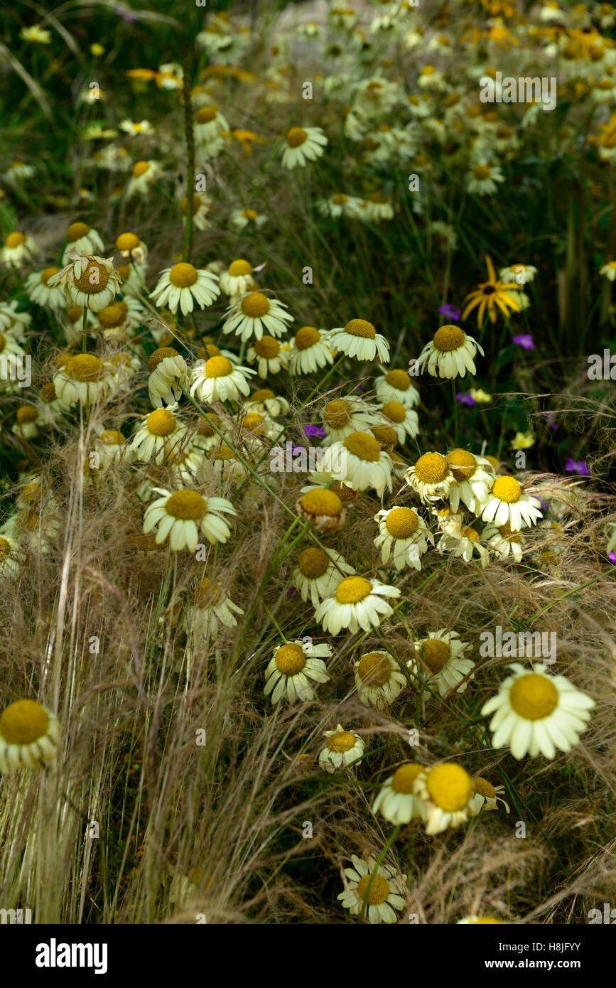 Anthemis tinctoria E C Buxton Dyer's chamomile daisy jaune marguerites herbes vivaces Graminées herbe jardin plantation florale RM Banque D'Images