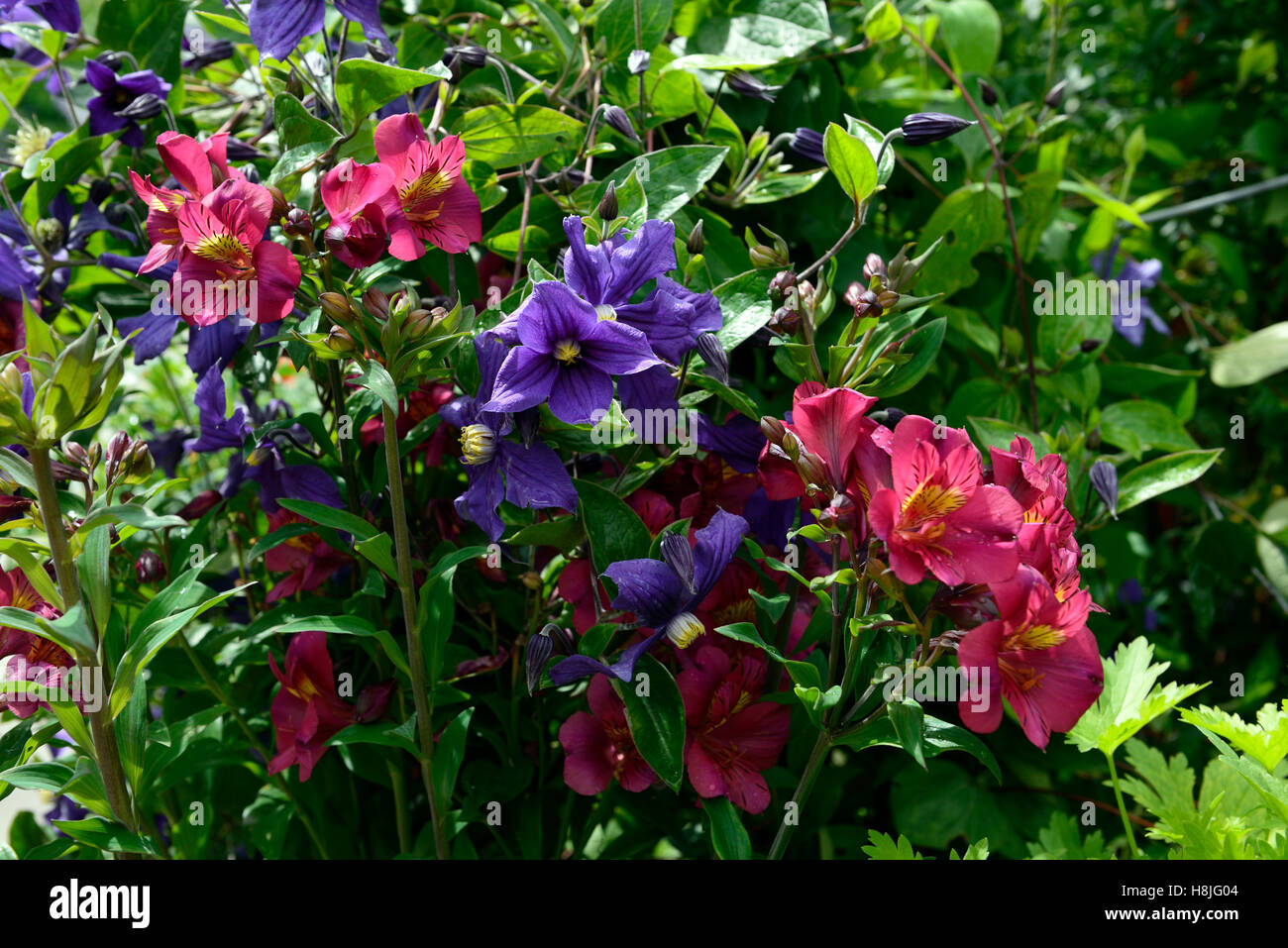 Clematis macropetala alstroemeria rose bleu fleurs plantes vivaces mixte mélange combinaison climber bed border RM Flor Banque D'Images