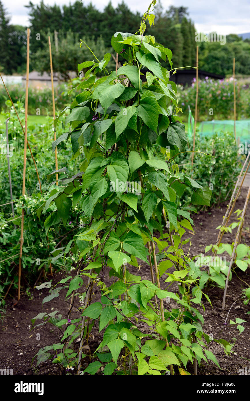 Runner bean escalade climber légumes légumes légumes cannes canne trépied support wigwams wigwam jardinage Floral RM prend en charge Banque D'Images