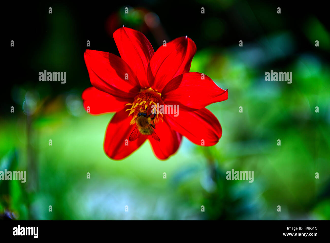 Seul dahlia rouge écarlate abeille rétroéclairé jardinage respectueux de la faune dahlias fleur fleurs vivaces à fleurs floral RM Banque D'Images