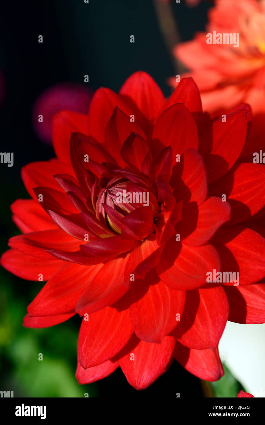 dahlia taratahi rubis dahlias magenta rose fleurs rouges Floraison vivace RM Floral Banque D'Images