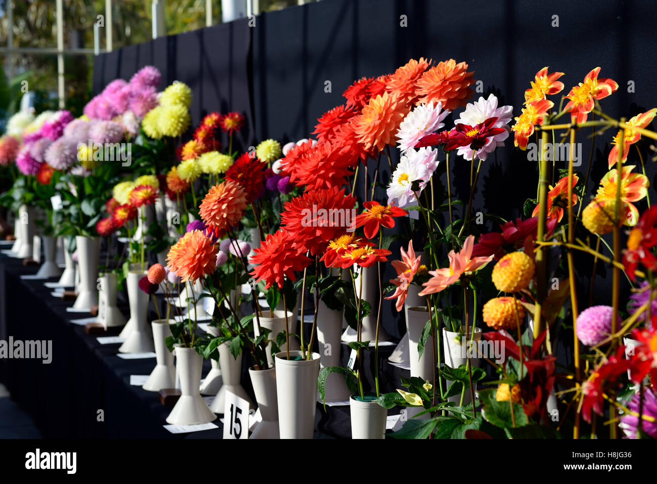 Dahlias cactus dahlia show display affiche jardin botanique national compétition mixte mélange floral RM Dublin Banque D'Images