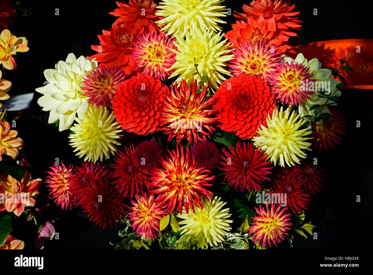 Dahlias cactus dahlia show display affiche jardin botanique national compétition mixte mélange floral RM Dublin Banque D'Images