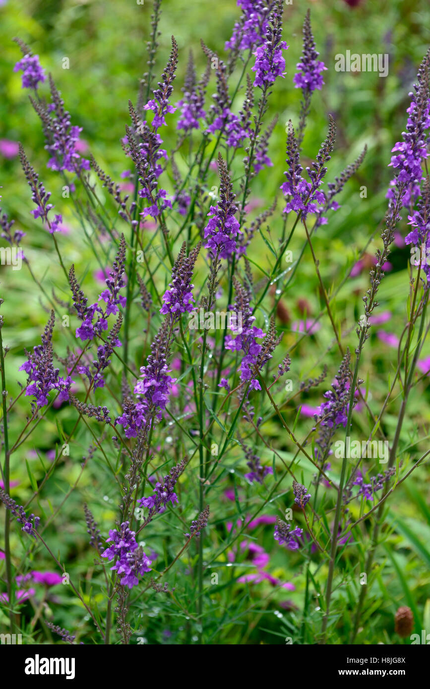 épi de fleurs violet Banque de photographies et d'images à haute résolution  - Alamy