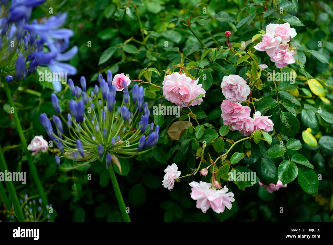Rosa Madame Caroline testout agapanthus eggesford roses fleurs bleu ciel rose Floraison combinaison mixte mélange floral RM frontière Banque D'Images