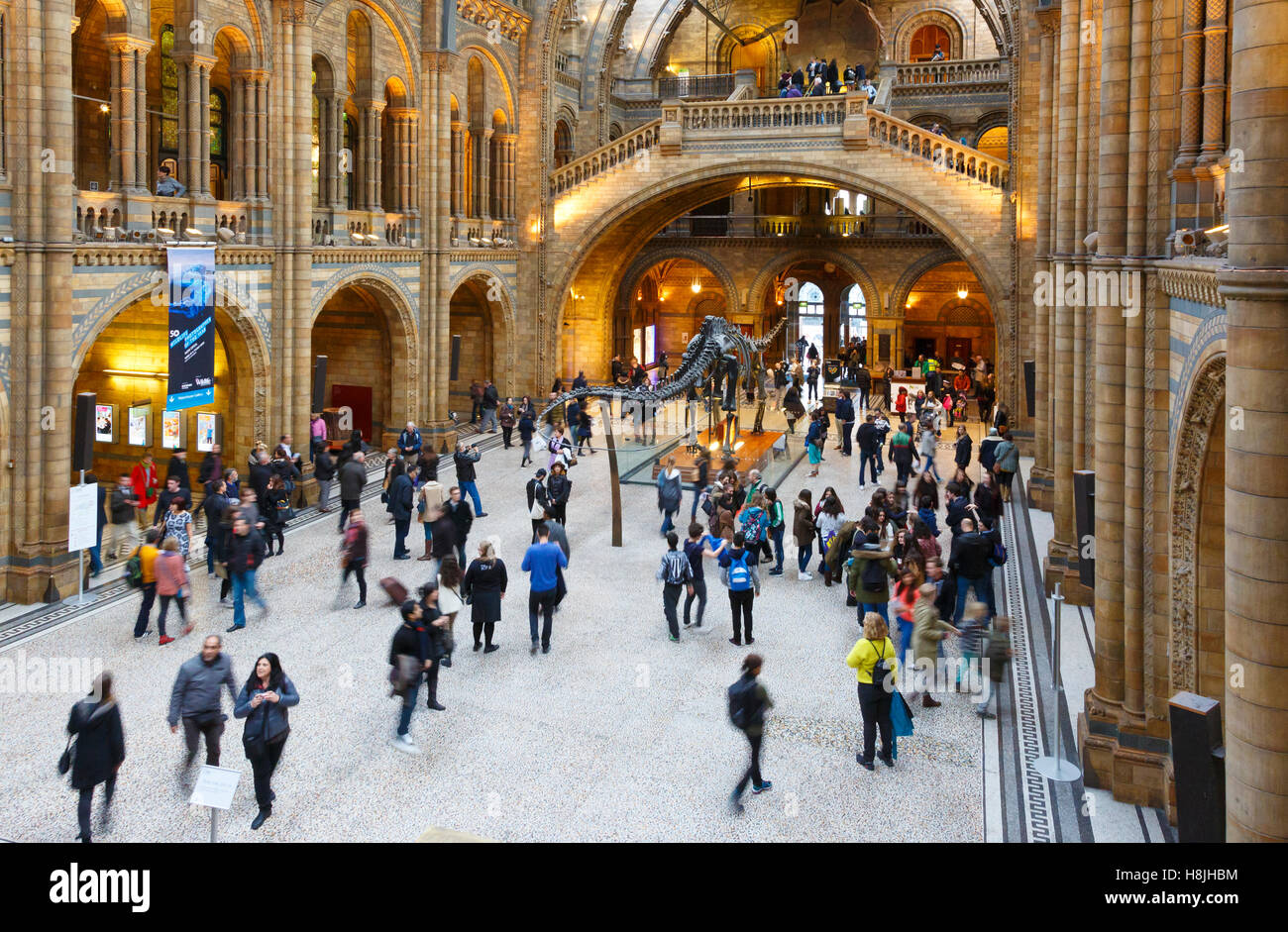 Musée d'histoire naturelle. Londres, Angleterre, Royaume-Uni, Europe. Banque D'Images