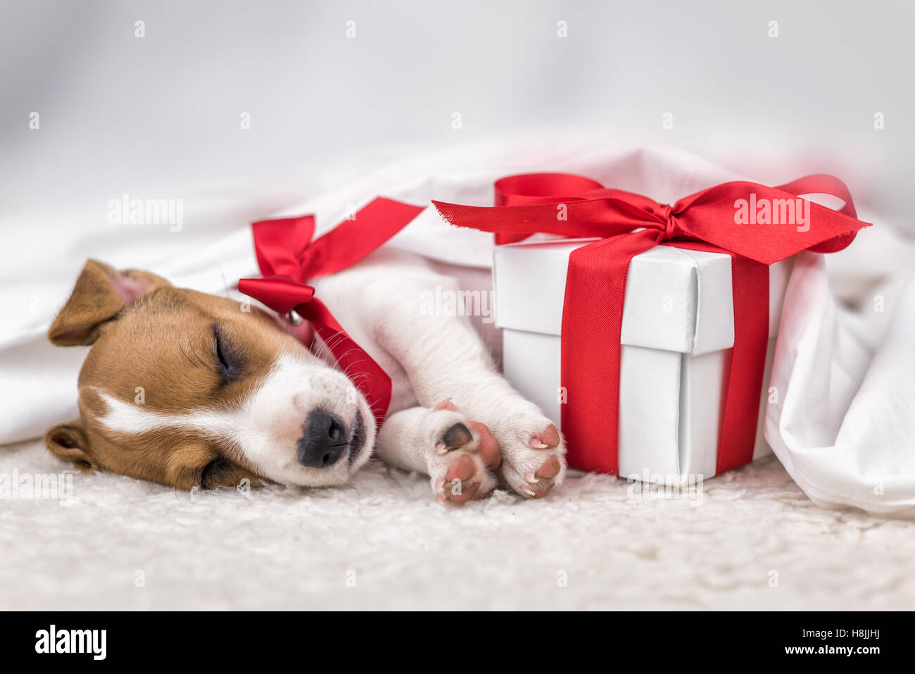 Jack Russel Anniversaire Banque D Image Et Photos Alamy