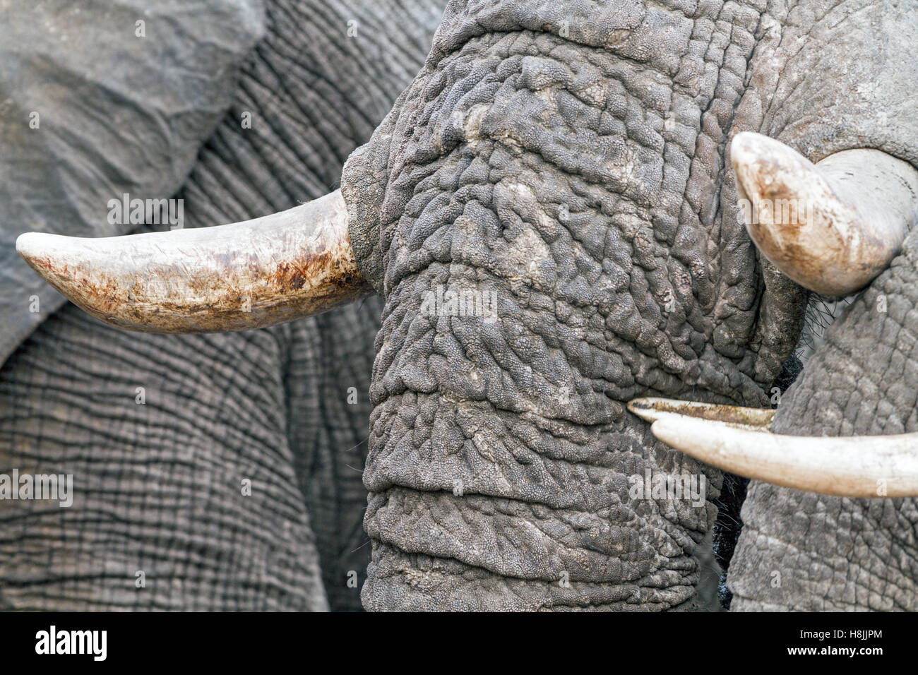 Partie d'une série d'images sur la complexité des interactions sociales de l'éléphant africain quand ils se rassemblent pour boire. Banque D'Images