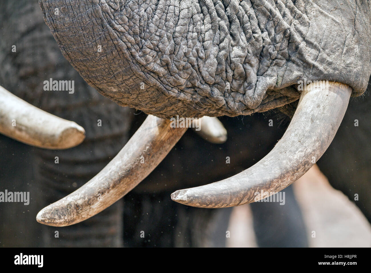 Partie d'une série d'images sur la complexité des interactions sociales de l'éléphant africain quand ils se rassemblent pour boire. Banque D'Images