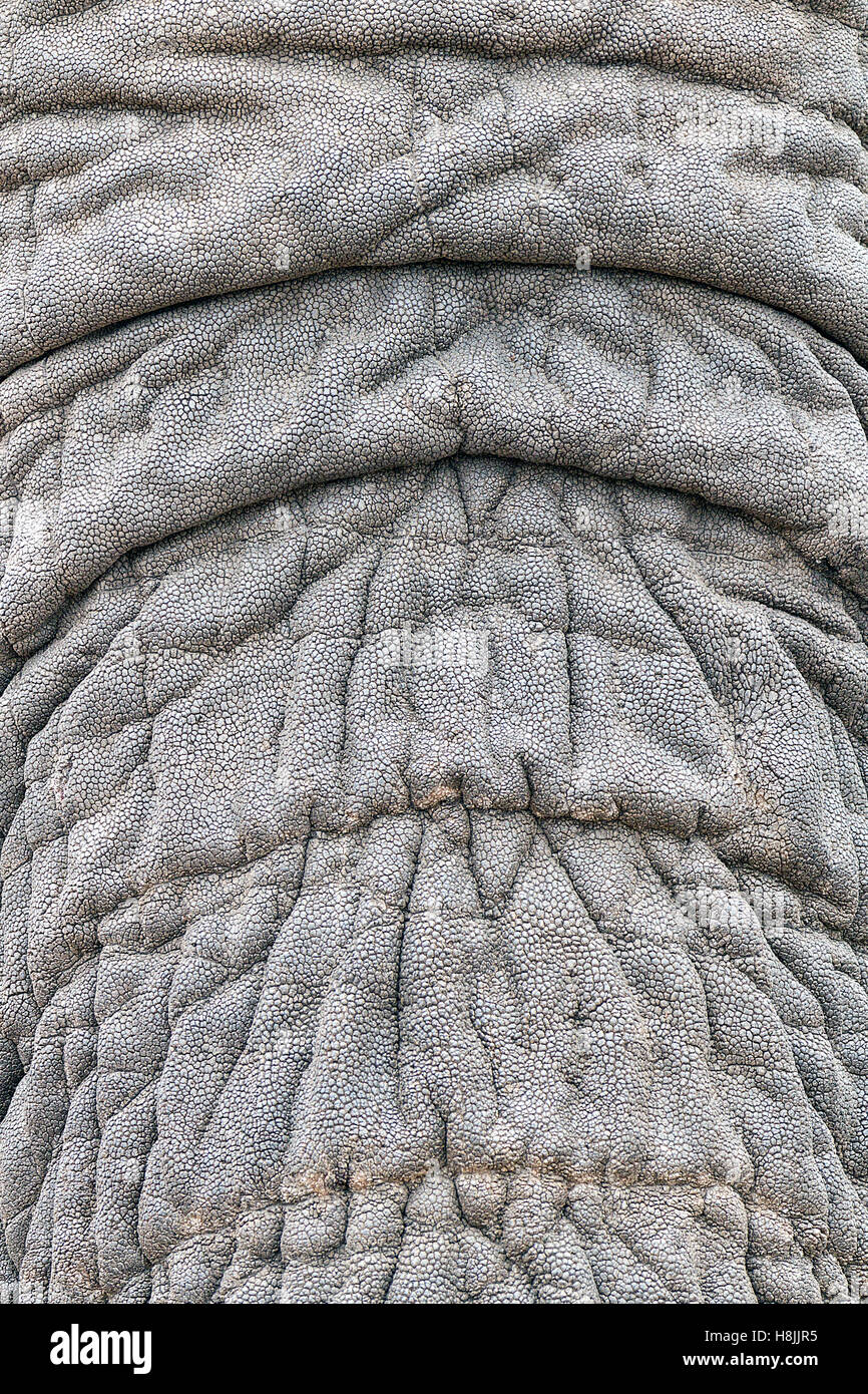 Partie d'une série d'images sur la complexité des interactions sociales de l'éléphant africain quand ils se rassemblent pour boire. Banque D'Images