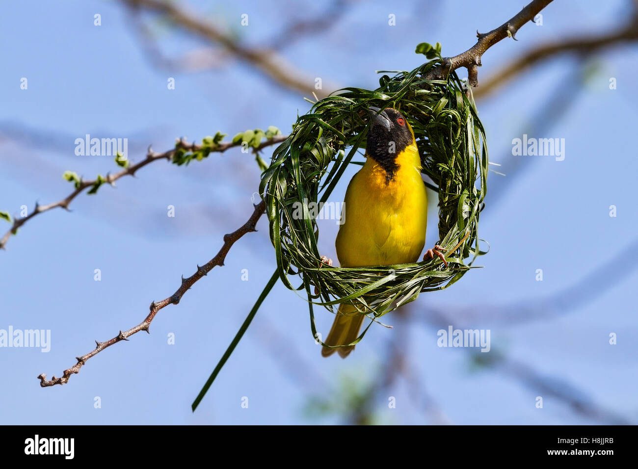 Le sud de Masked Weaver (Ploceus velatus) la construction du nid, Botswana Banque D'Images