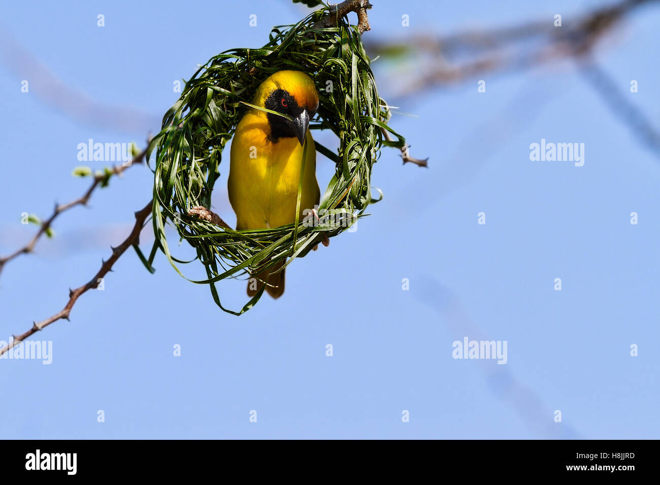 Le sud de Masked Weaver (Ploceus velatus) la construction du nid, Botswana Banque D'Images