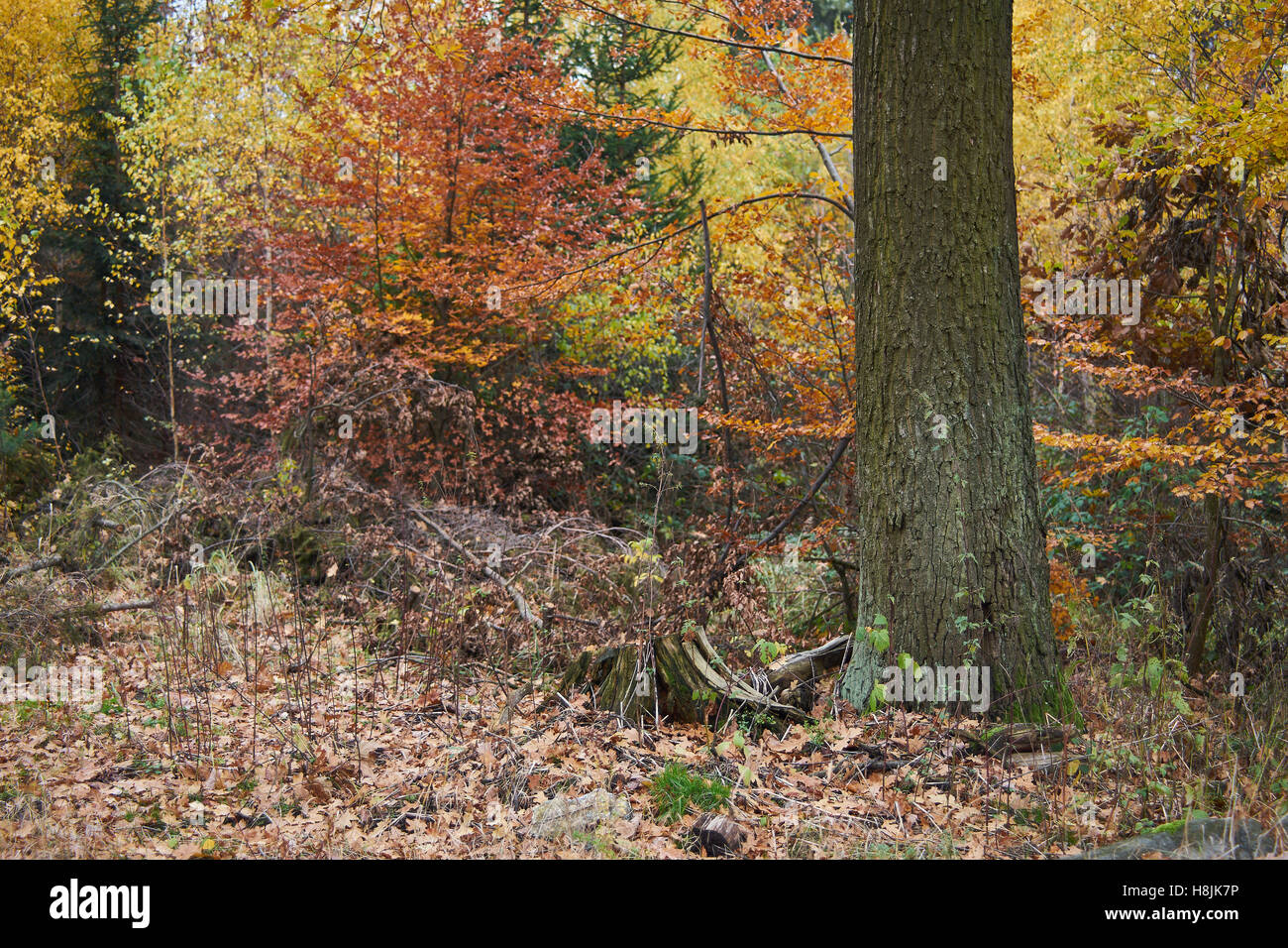 Forêt de hêtre colorés en automne Fagus sylvatica Banque D'Images