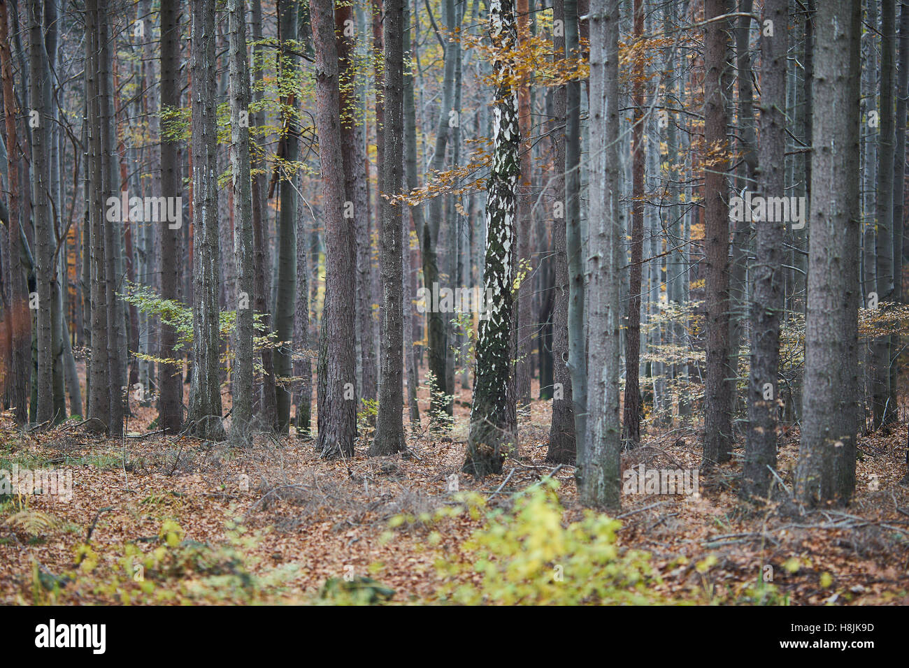 De nombreux troncs d'arbres dans la forêt d'automne Hêtre Fagus sylvatica Banque D'Images