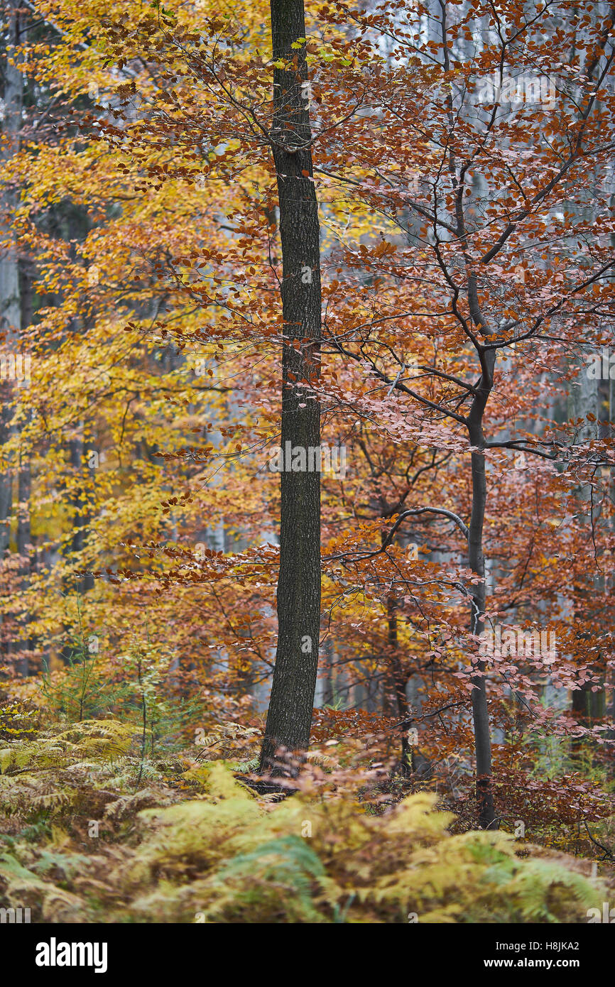 Forêt de hêtre colorés en automne Fagus sylvatica Banque D'Images