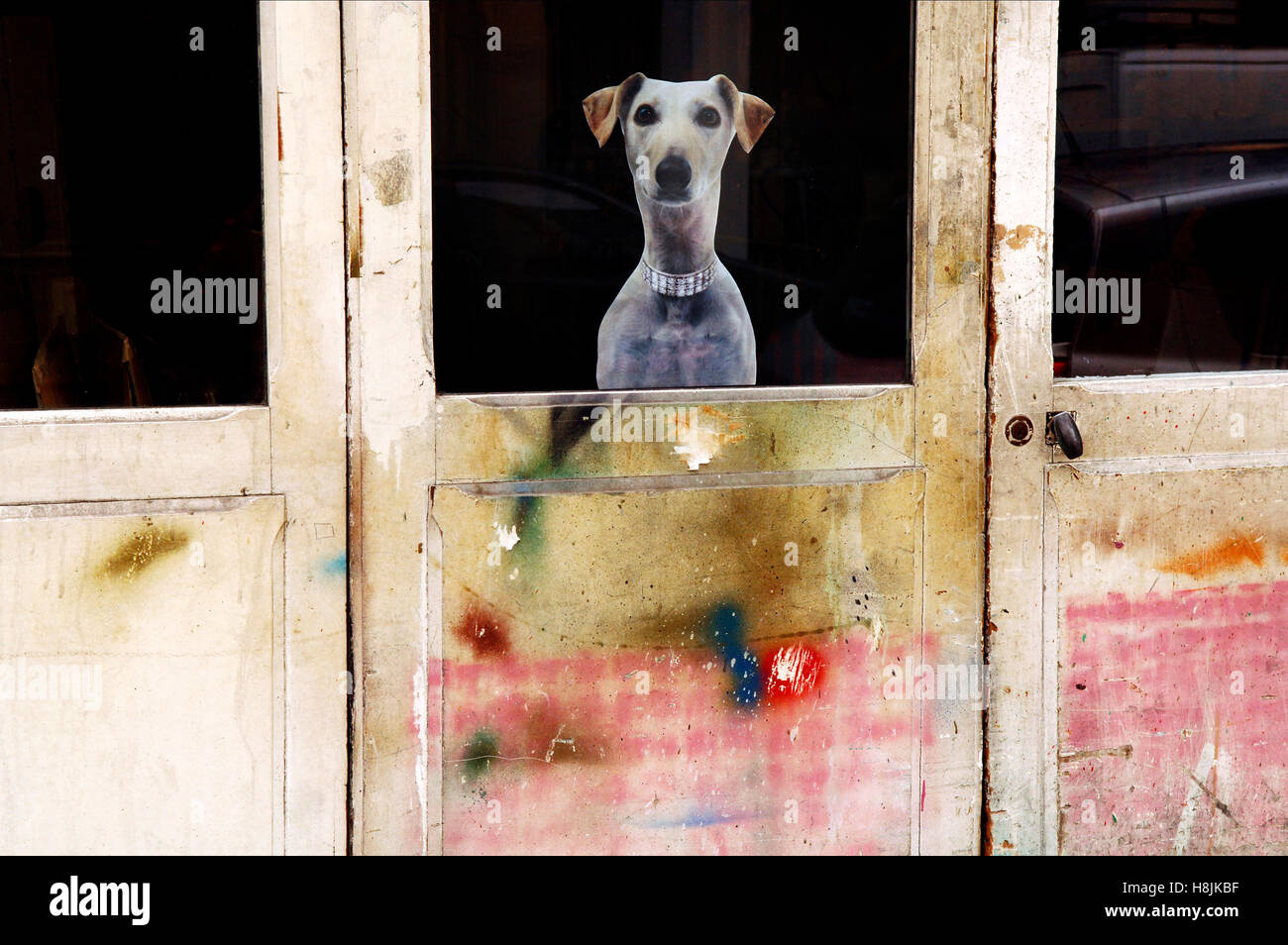 Image d'un chien sur une porte fenêtre dans le Marais, Paris, France Photo  Stock - Alamy