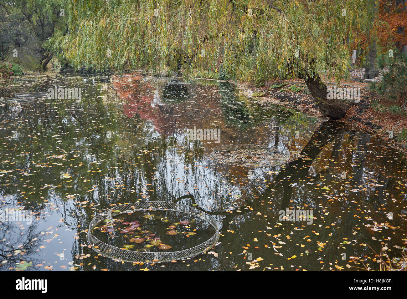 Le silence de l'automne le vide de la solitude de l'eau calme des jardins botaniques Wroclaw Banque D'Images