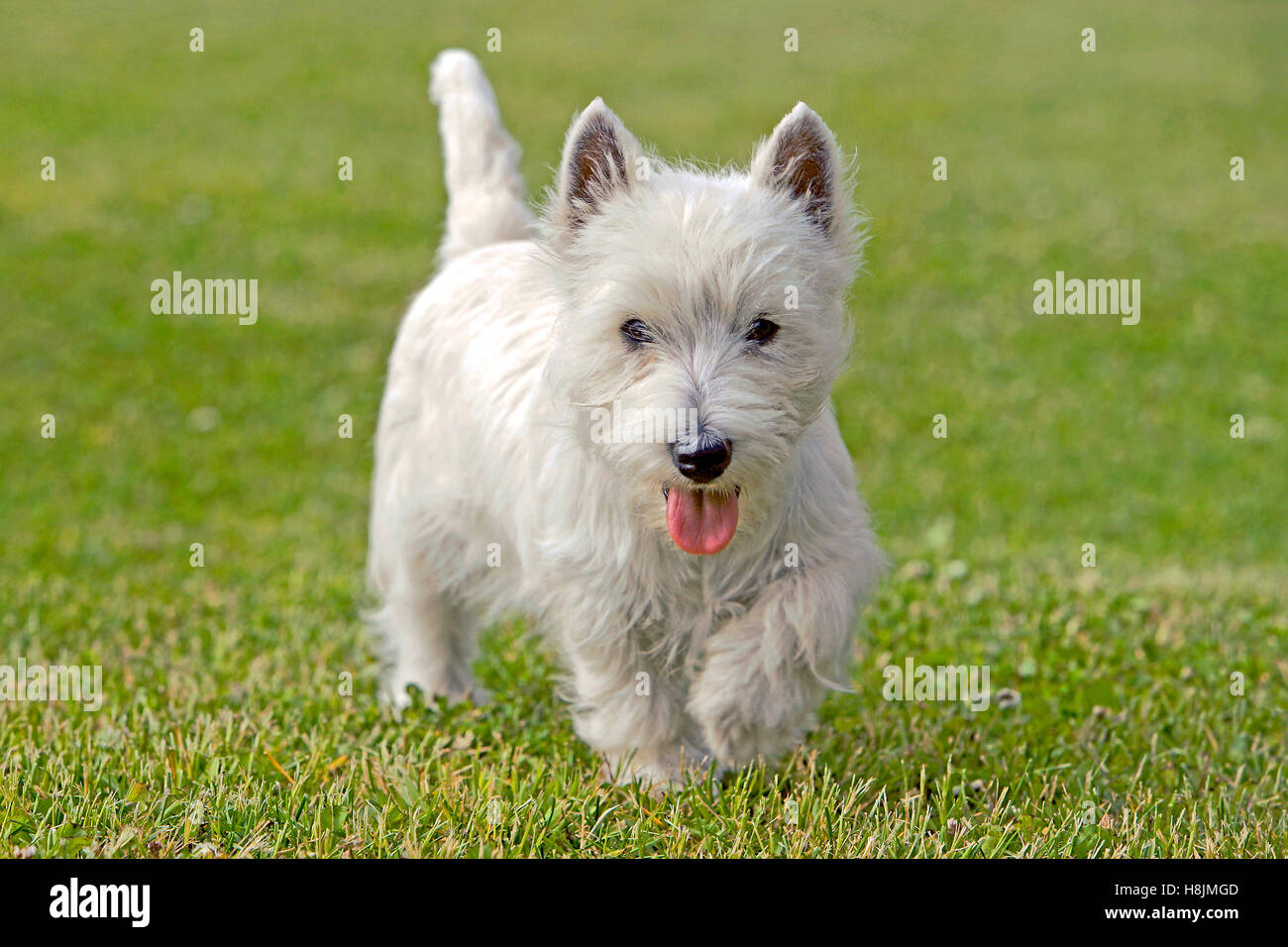 West Highland White Terrier marcher dans l'herbe, l'accent Banque D'Images