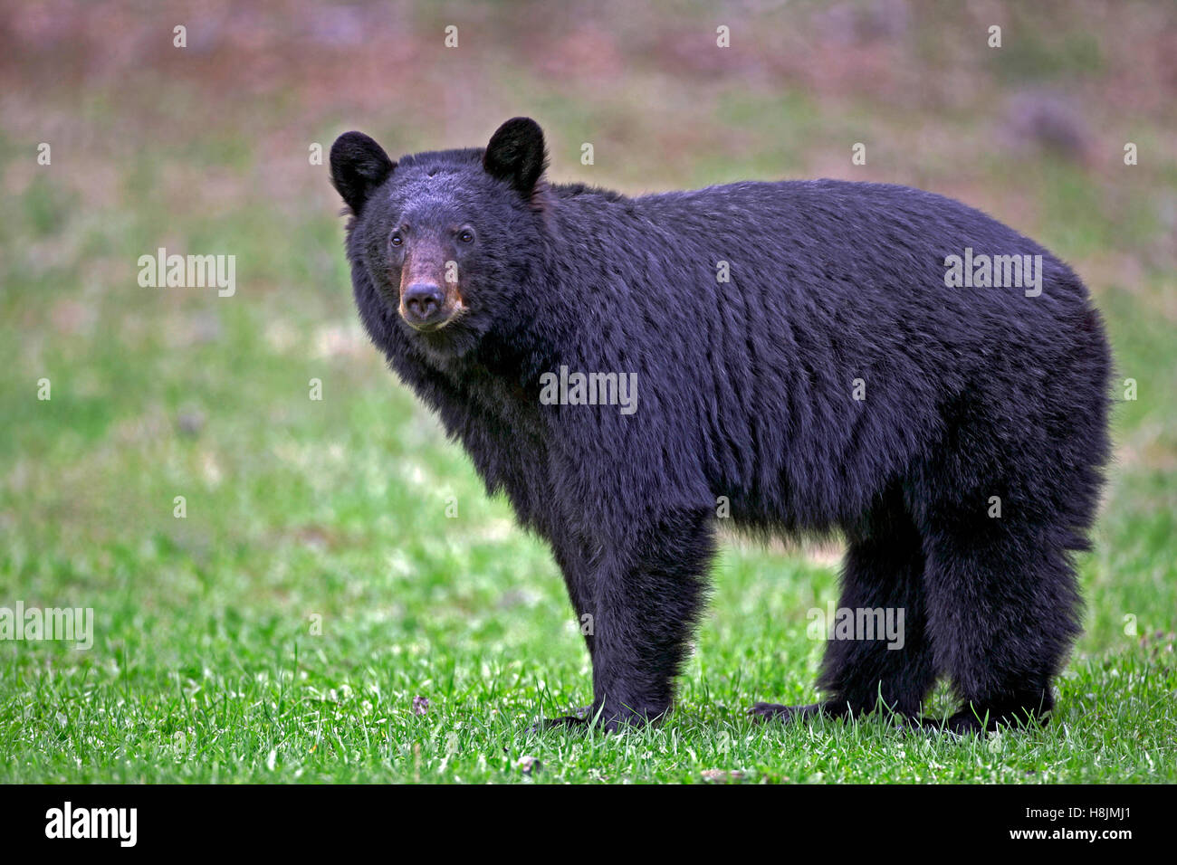 Ours noir debout dans le pré, regardant la caméra, vue de profil portrait. (Ursus americanus). Banque D'Images