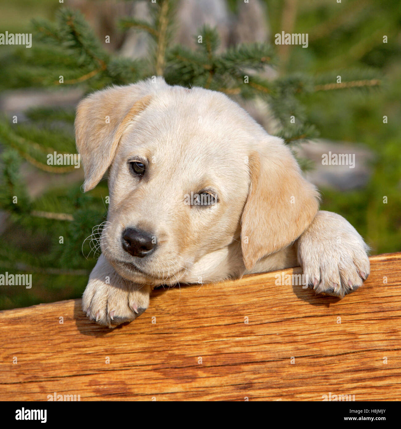 Mignon chiot Labrador Retriever jaune à la recherche de derrière un panneau  de bois Photo Stock - Alamy