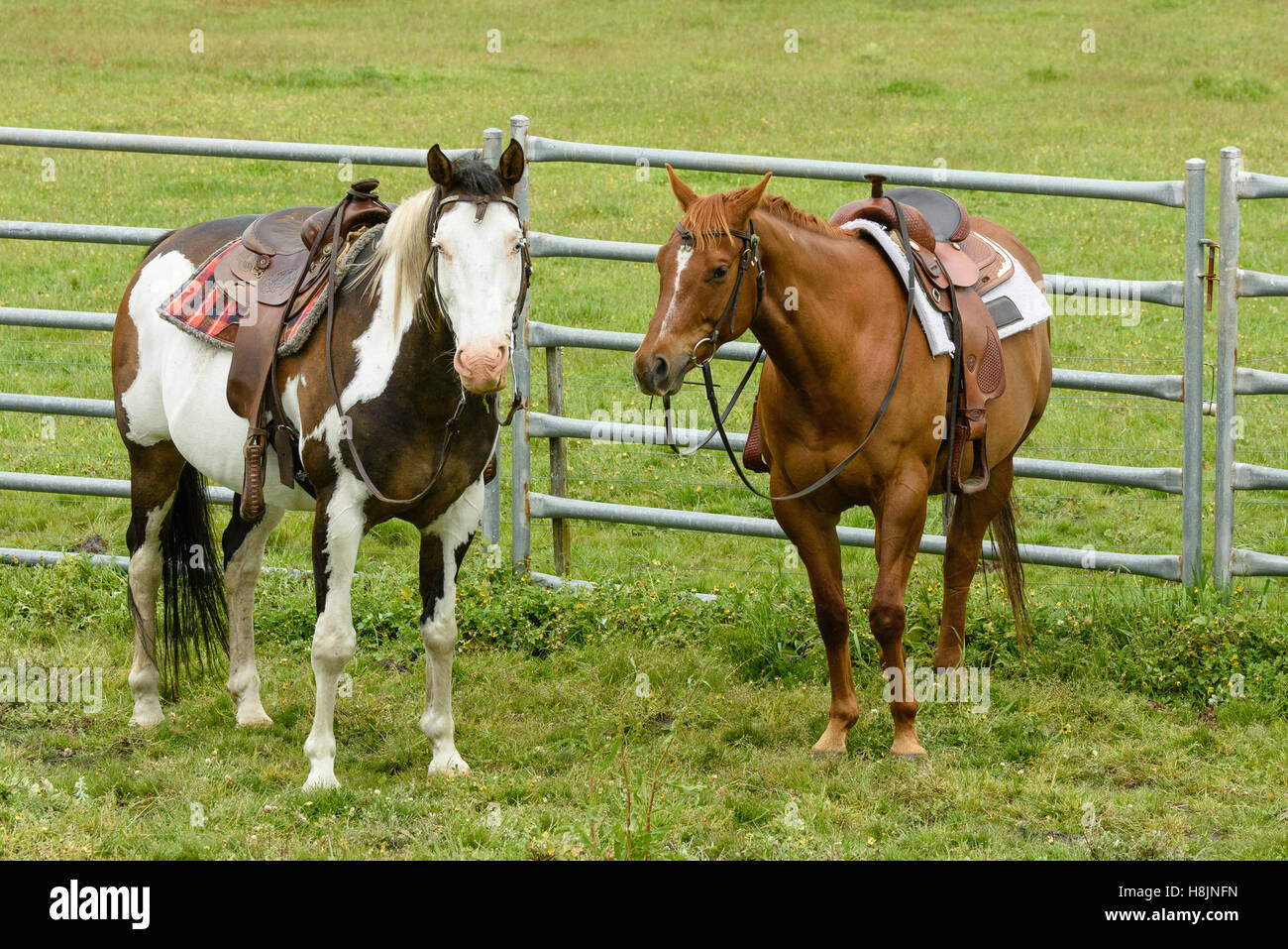 Deux chevaux en selle pour une balade, en attente Photo Stock - Alamy