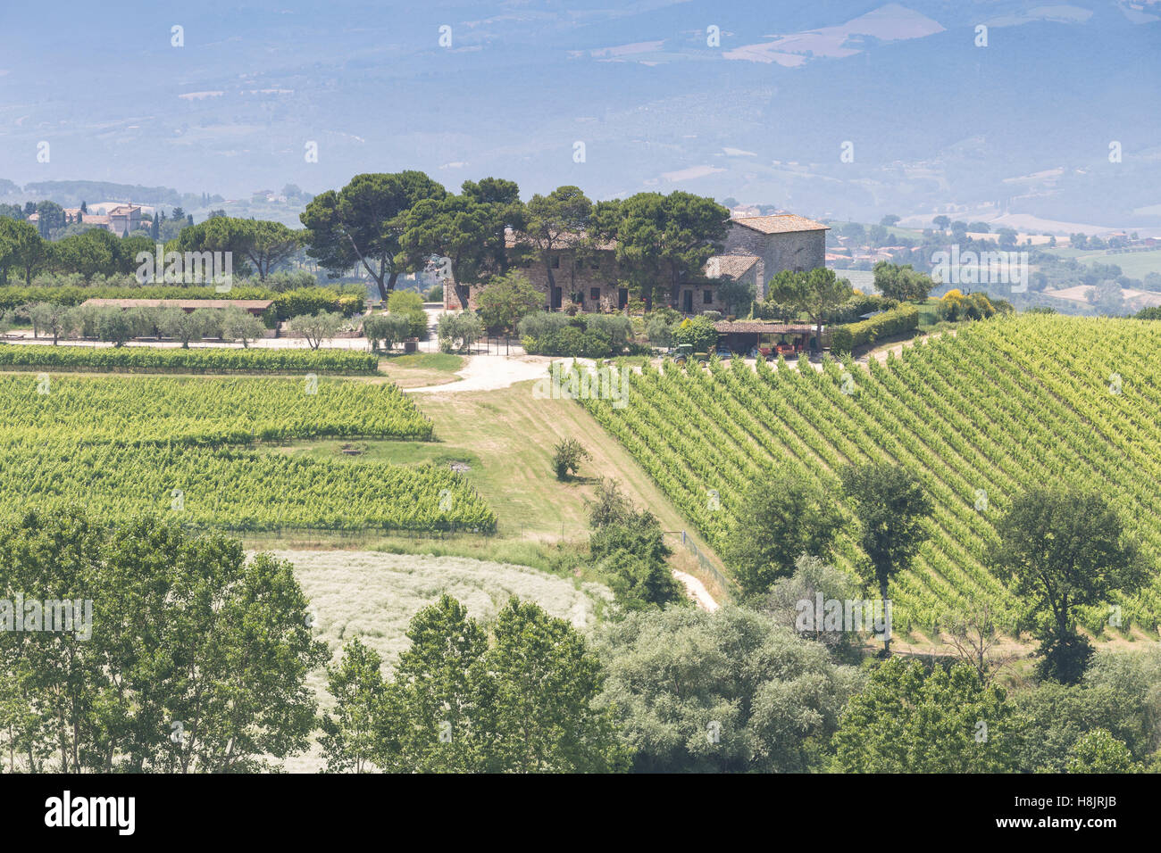 Vignobles près de Montefalco, Ombrie. Banque D'Images