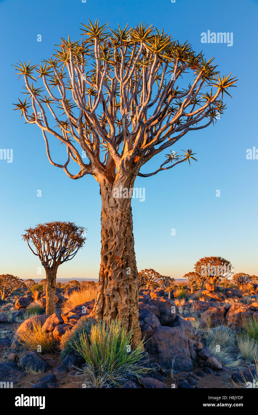 Quiver Tree nom provient de son utilisation comme carquois pour les flèches. Quiver Tree Forest au lever du soleil Banque D'Images