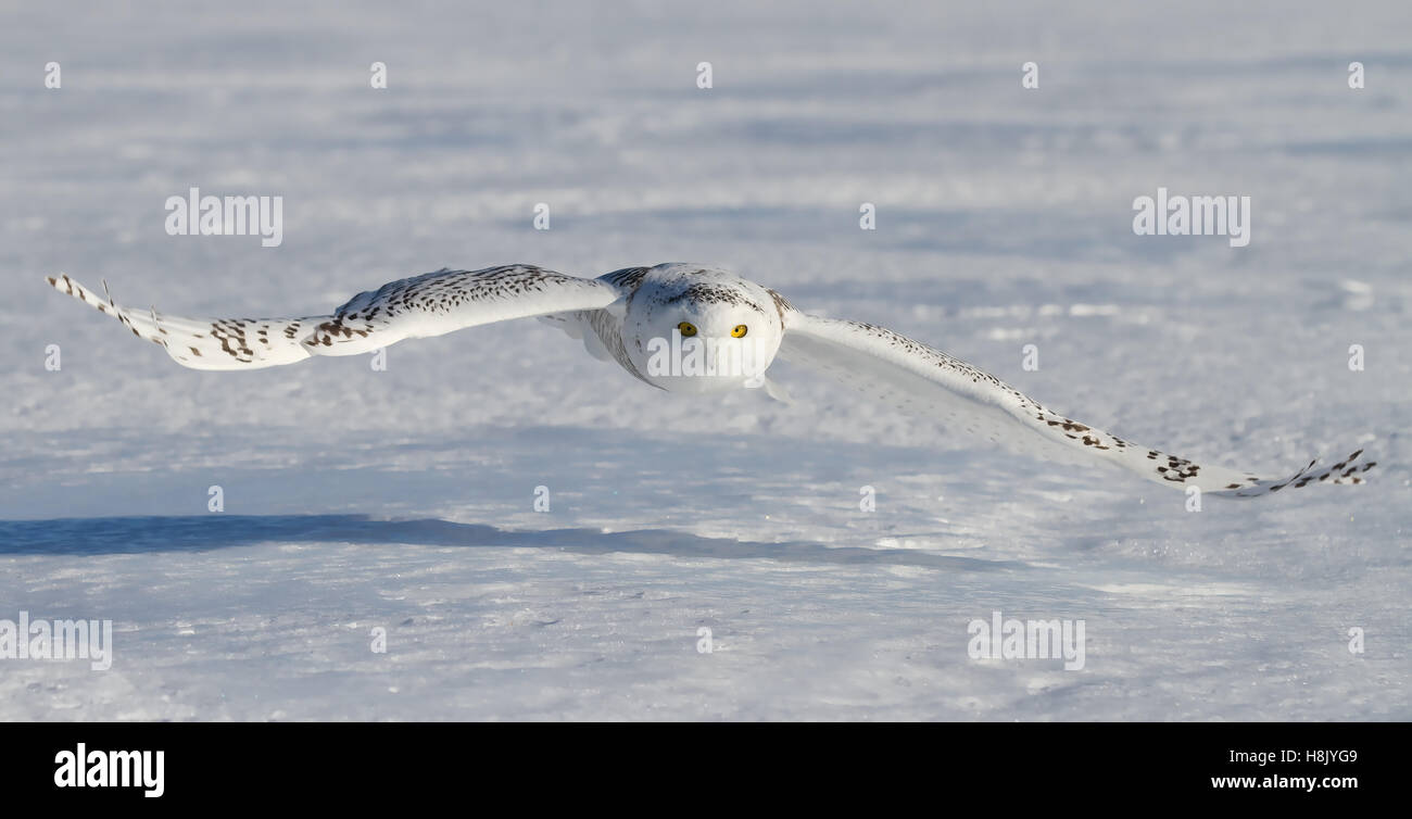 Le harfang des neiges (Bubo scandiacus) la chasse dans un champ couvert de neige au Canada Banque D'Images