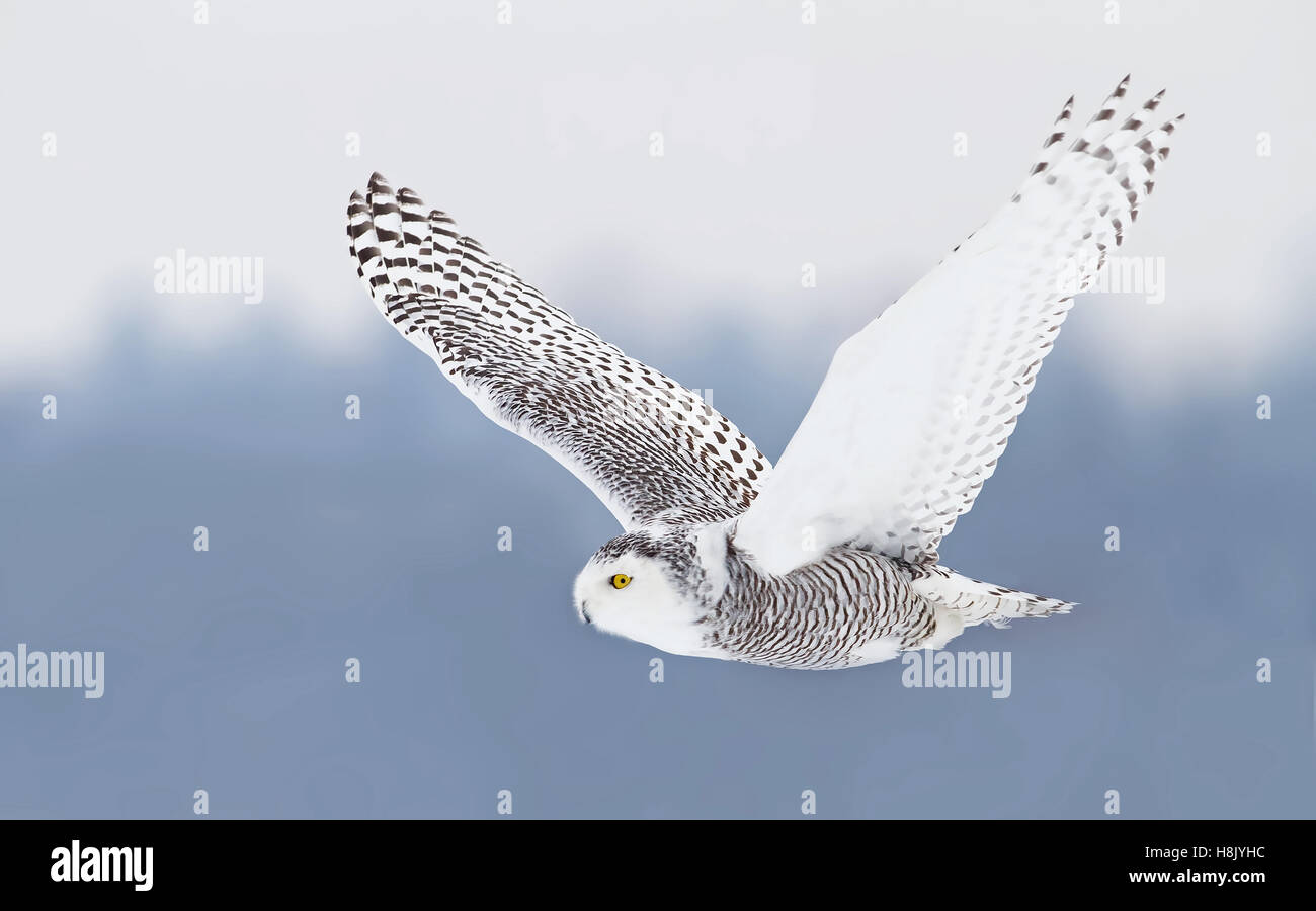 Le harfang des neiges (Bubo scandiacus) la chasse dans un champ couvert de neige au Canada Banque D'Images