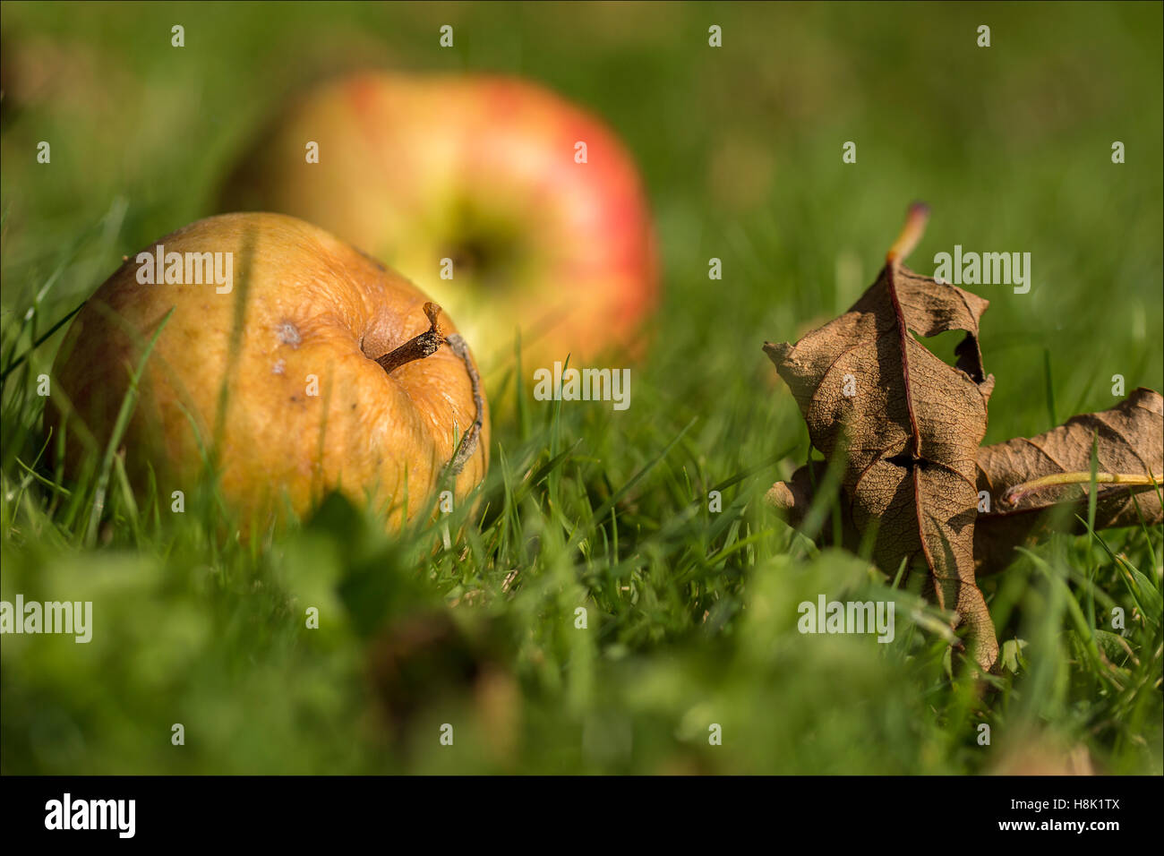 Quelques pommes pourries assis sous leur arbre. Banque D'Images