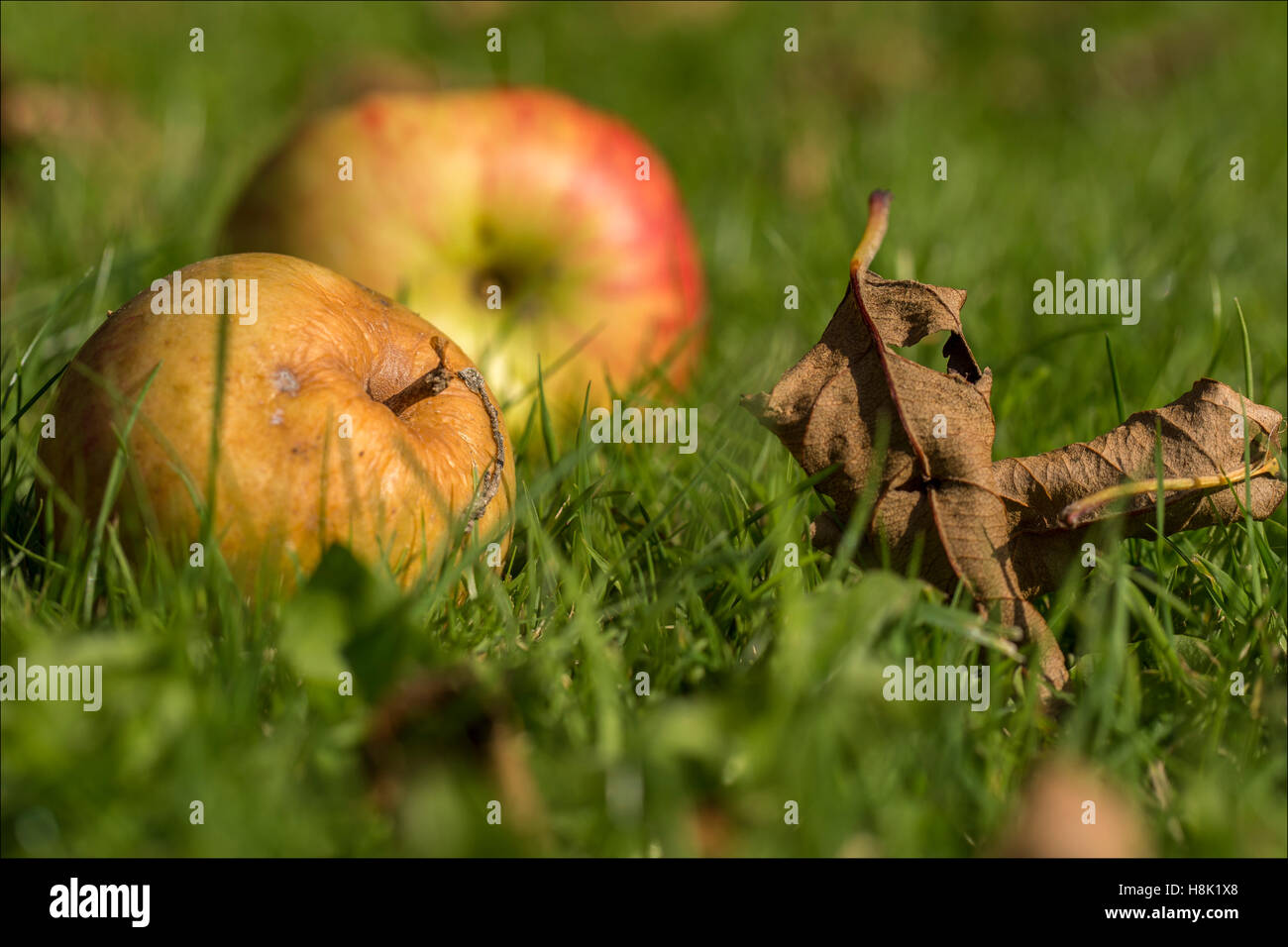 Quelques pommes pourries assis sur une pelouse. Banque D'Images