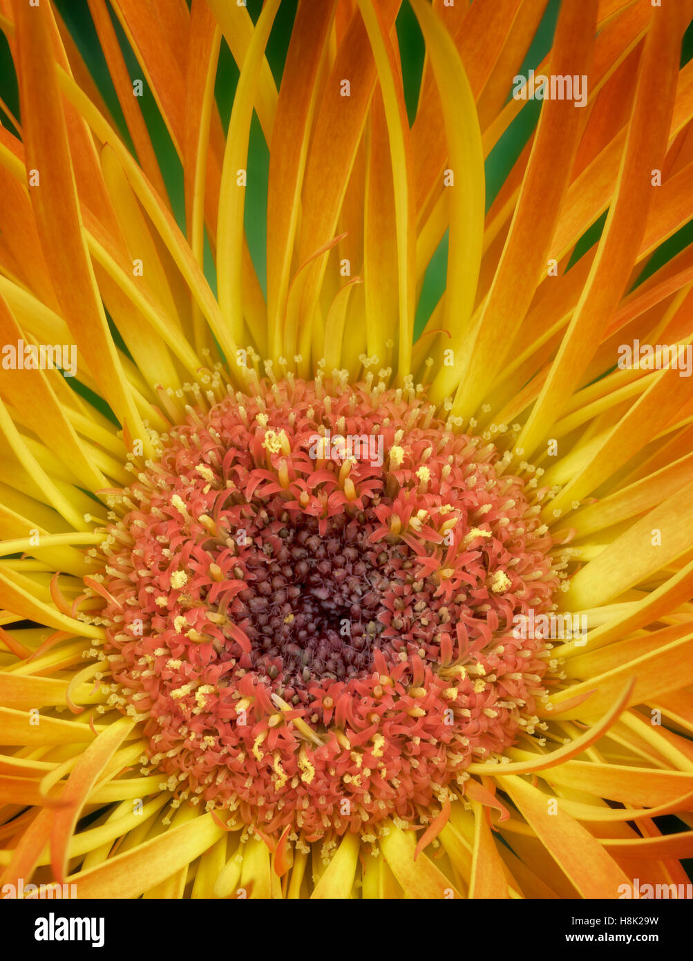 Close up d'Aster fleur. Oregon Banque D'Images