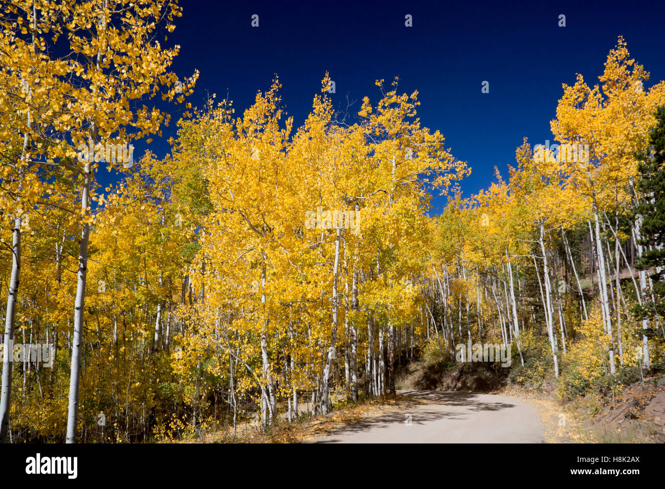 Tabernash, Colorado - Couleurs d'automne le long d'un chemin de terre dans les Montagnes Rocheuses. Banque D'Images