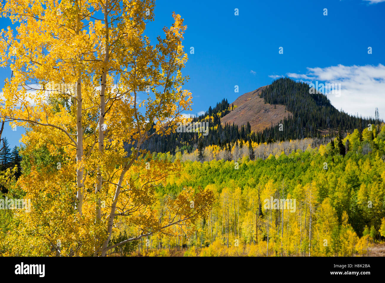 Steamboat Springs, Colorado - Couleurs d'automne dans les Montagnes Rocheuses au COL boueux sur la ligne continentale de partage. Banque D'Images